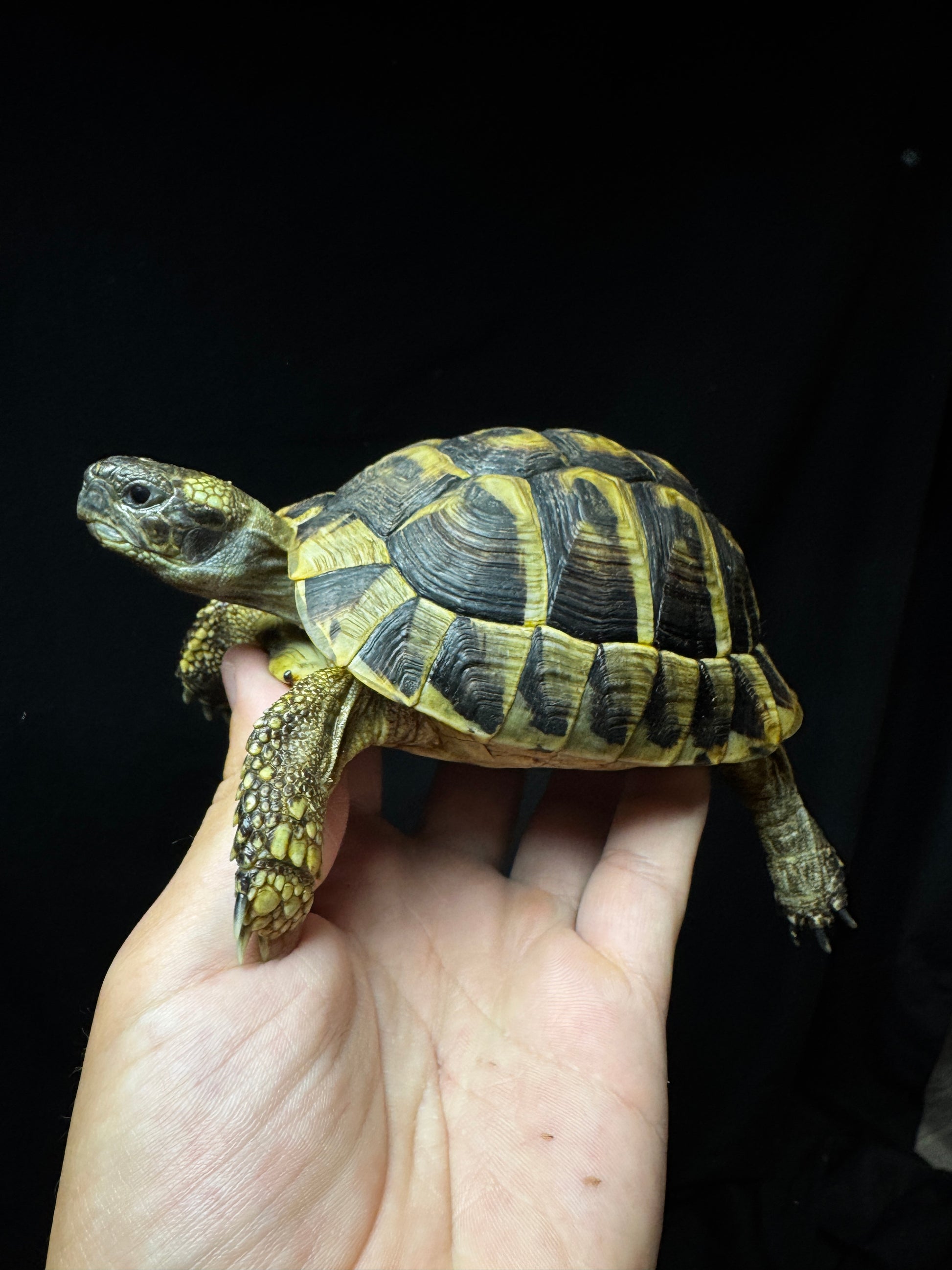 #14 Male USACB Hermann’s Tortoise
