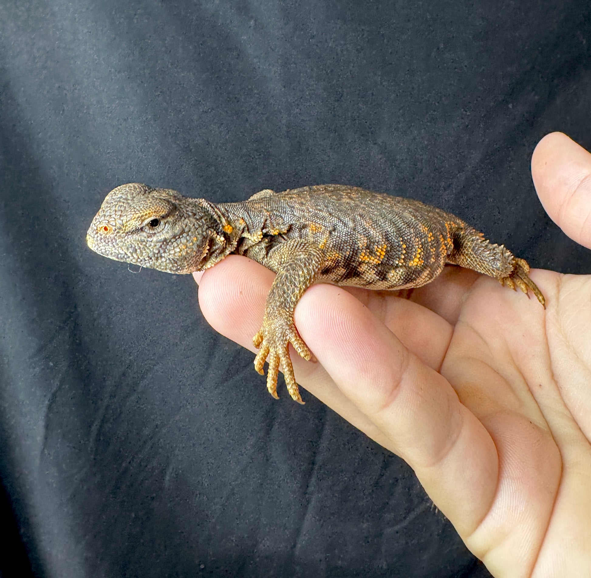 EXACT Baby Red Uromastyx!