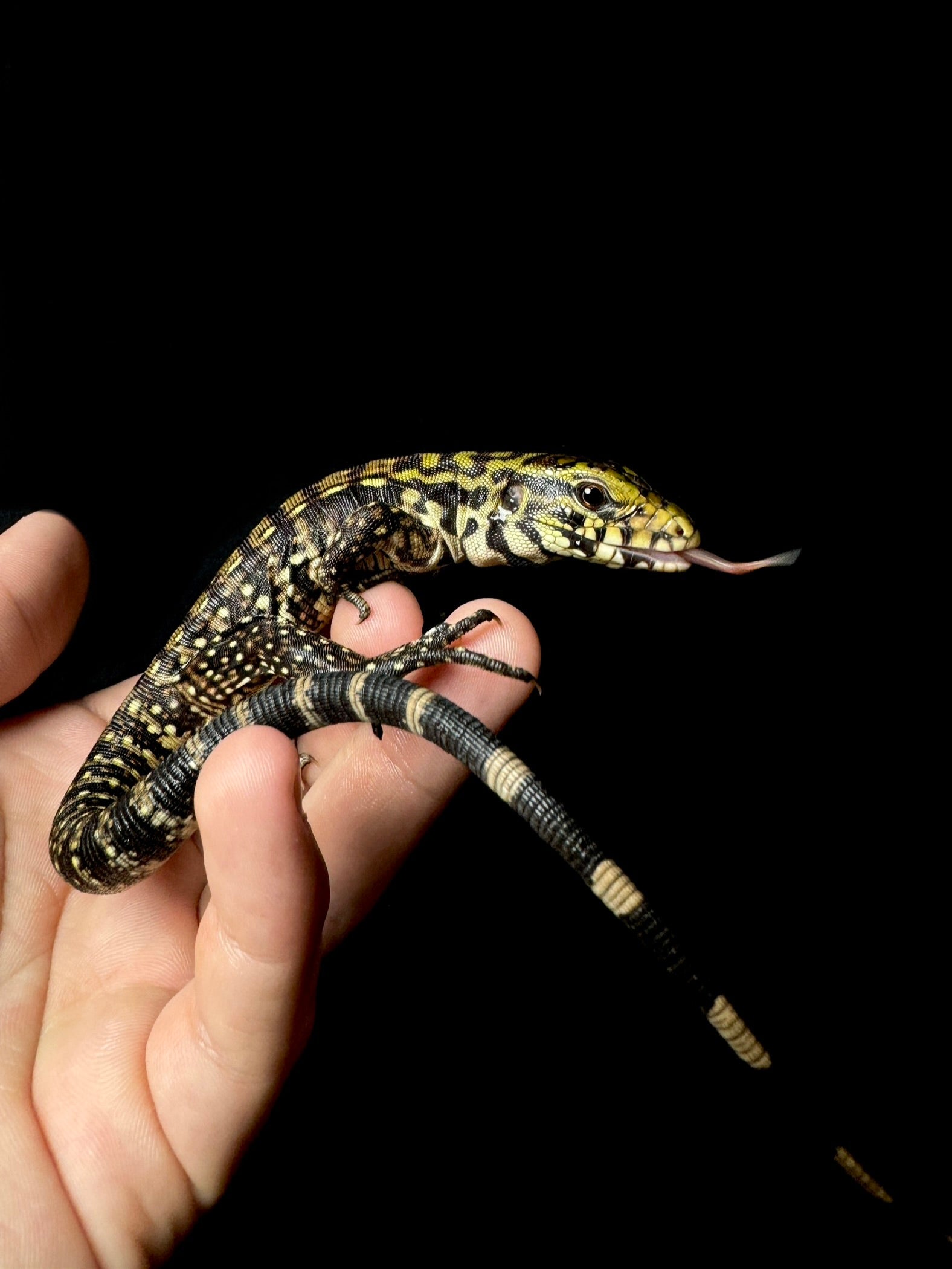 USACB B&W Tegu!