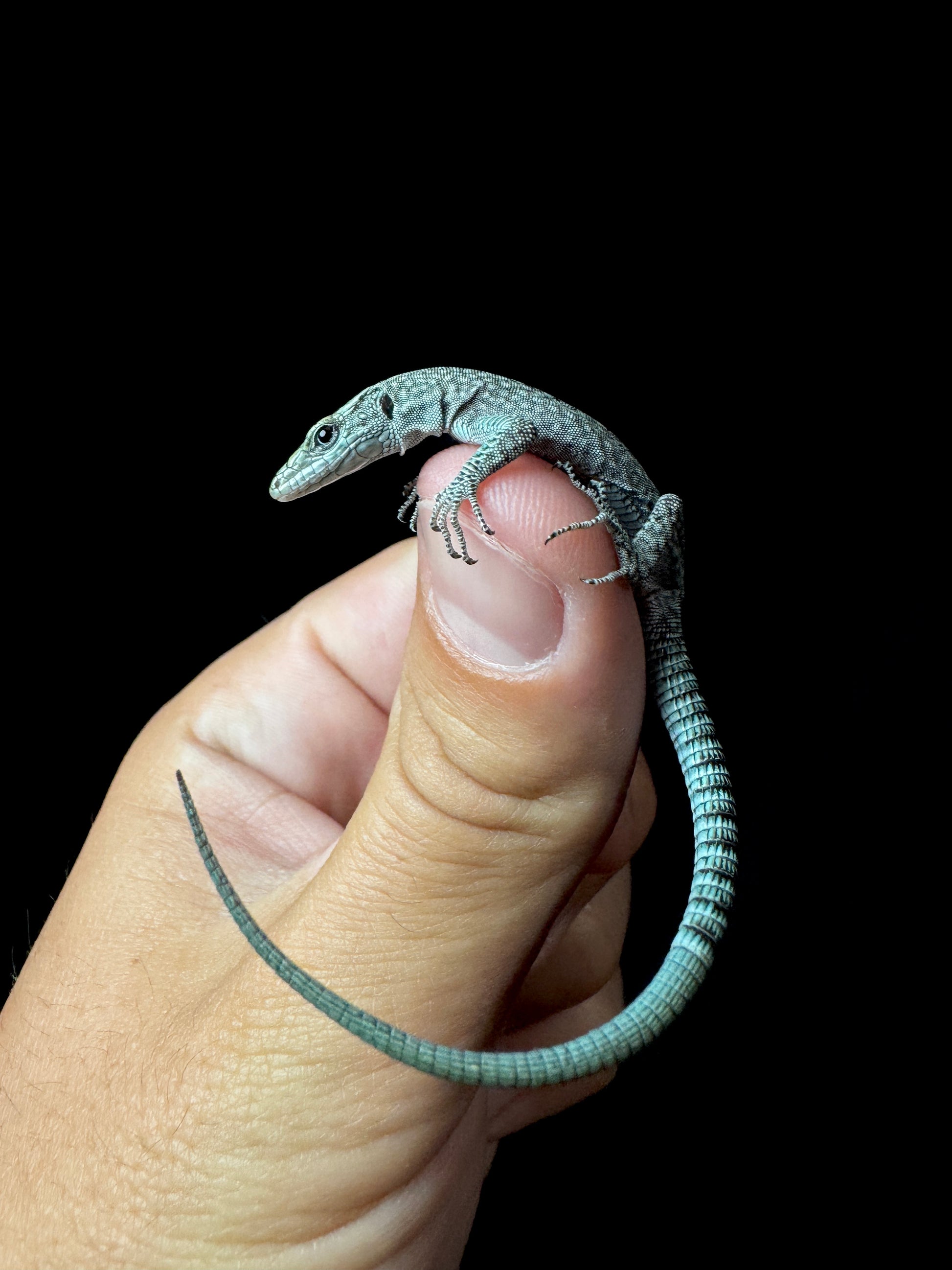 Dalmatolacerta oxycephala