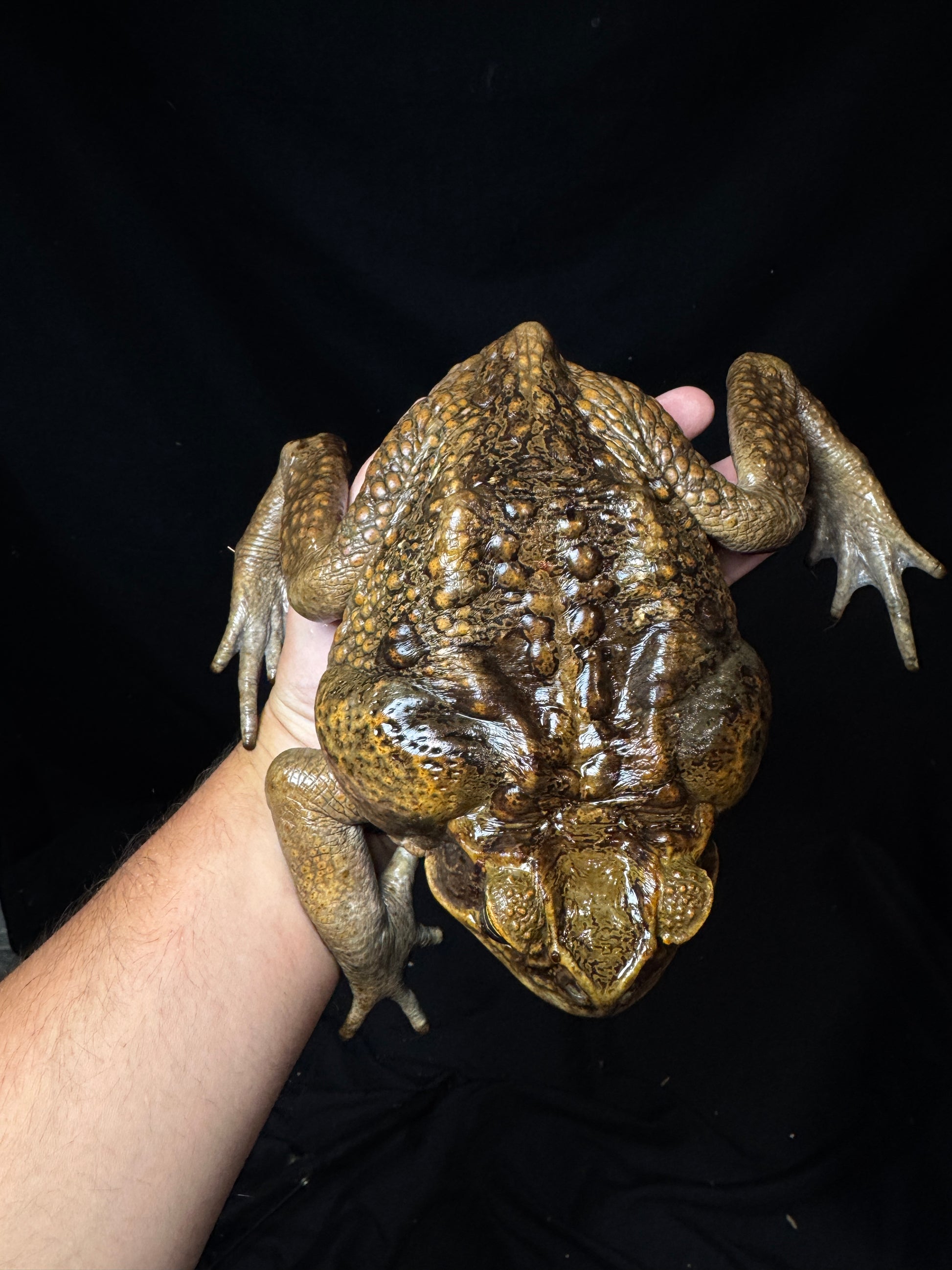 #1 XXL Marine Toad!
