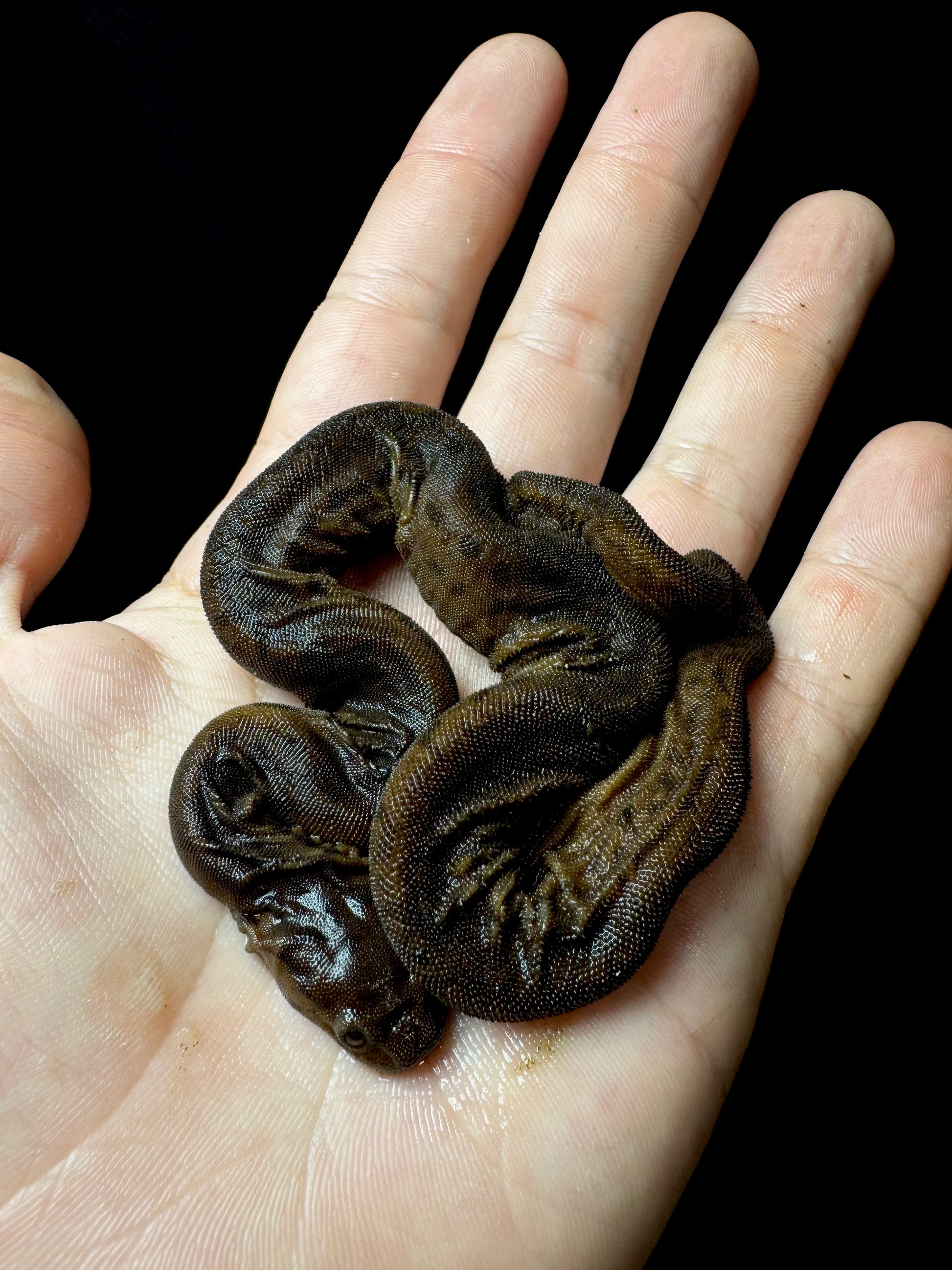 #1 Elephant Trunk Snake!
