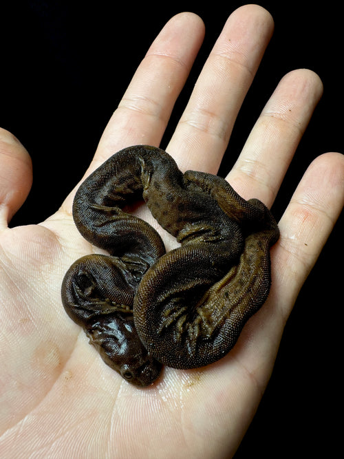 #1 Elephant Trunk Snake!