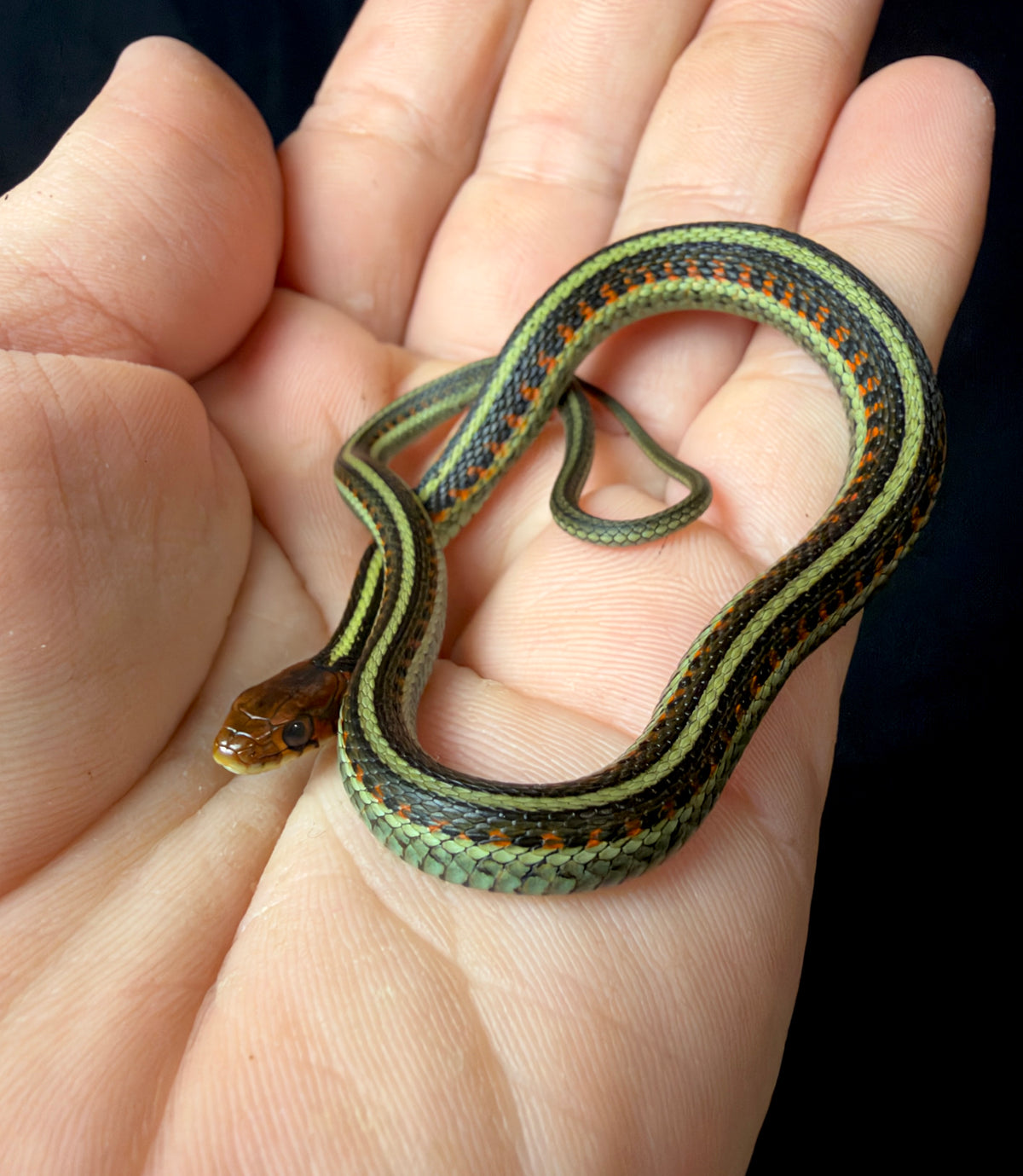 Cali Red Sided Garter Snake