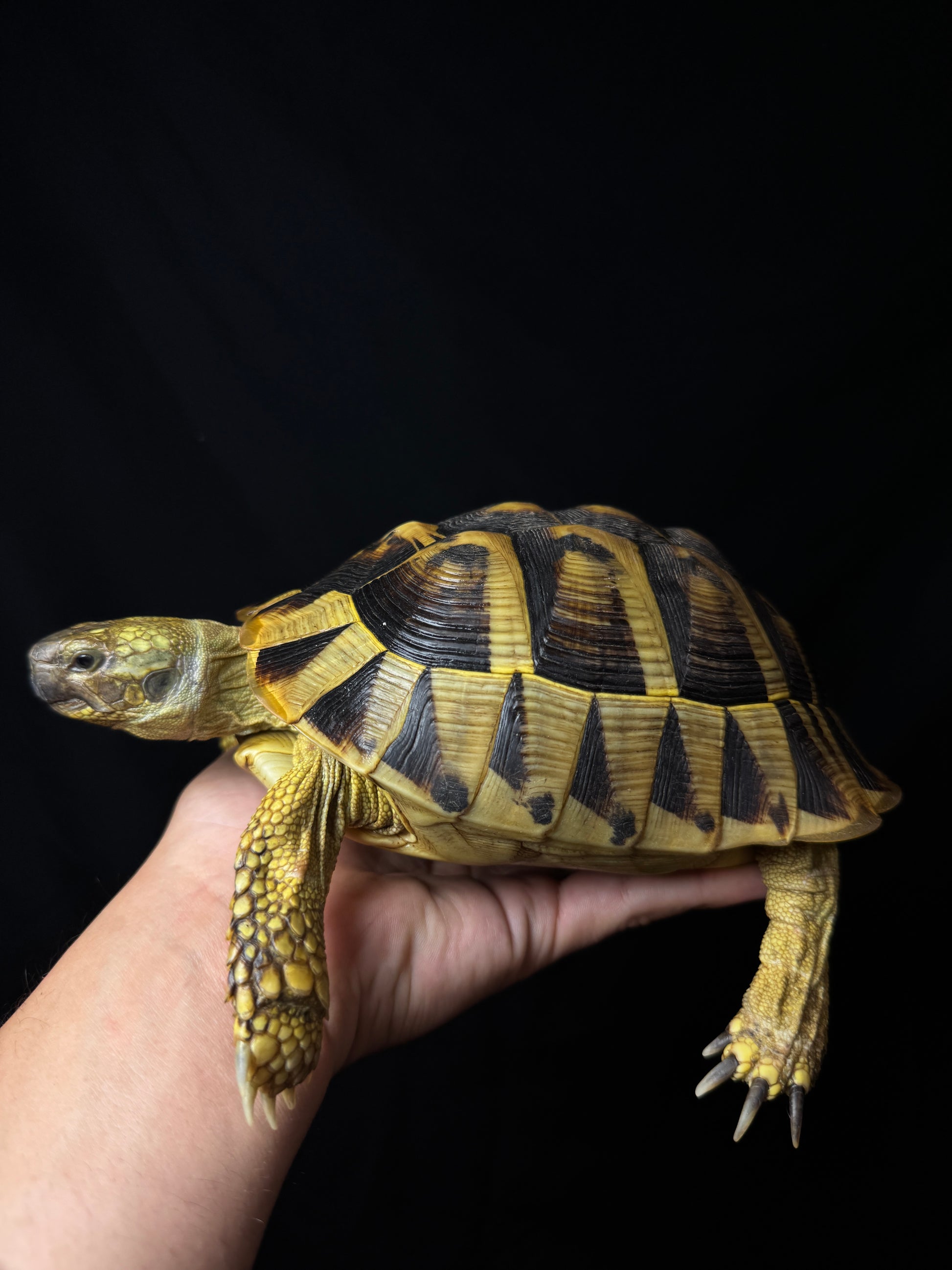 CB Breeder Tortoise Female #3