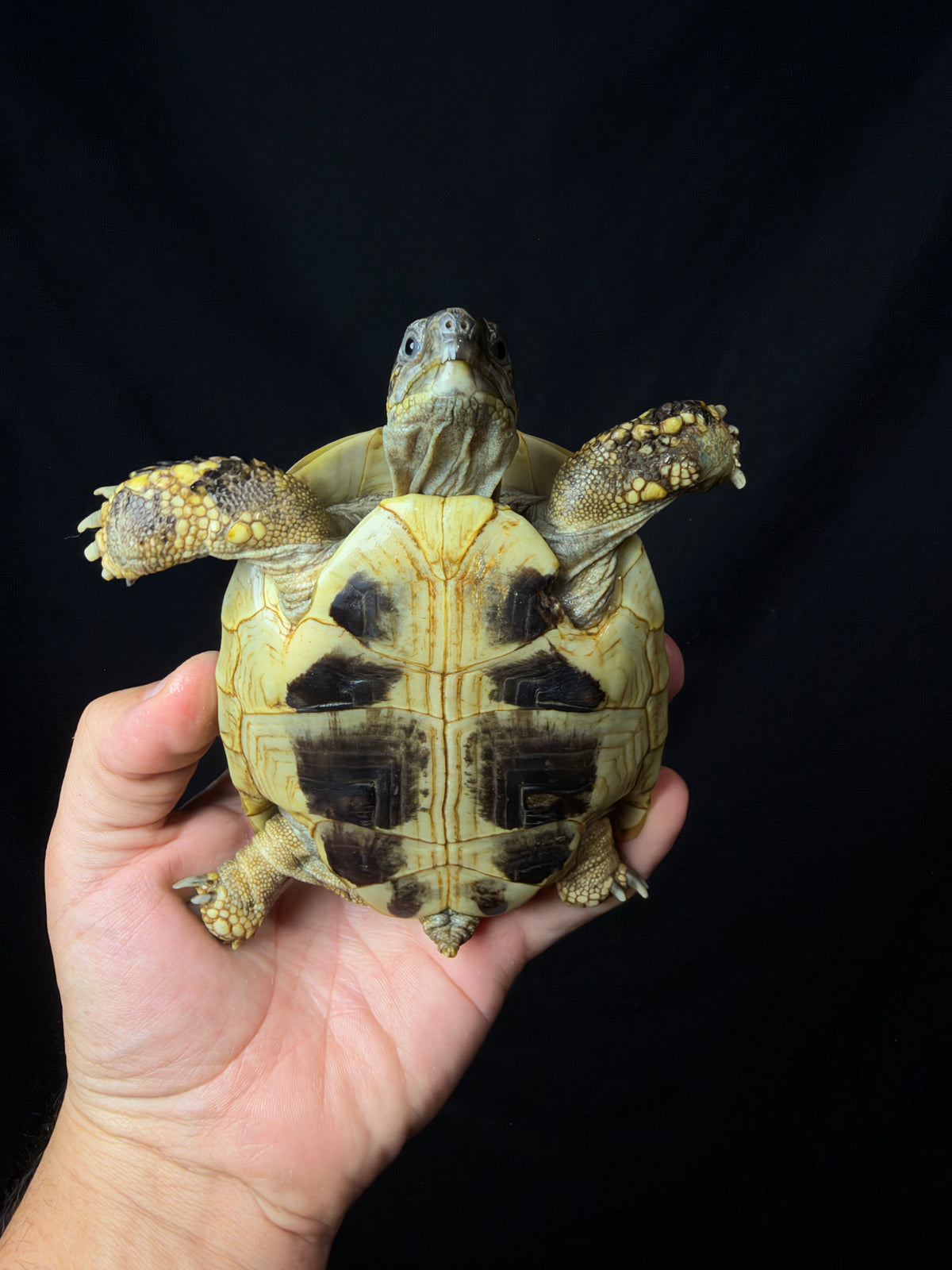 #14 Female Hermann’s Tortoise