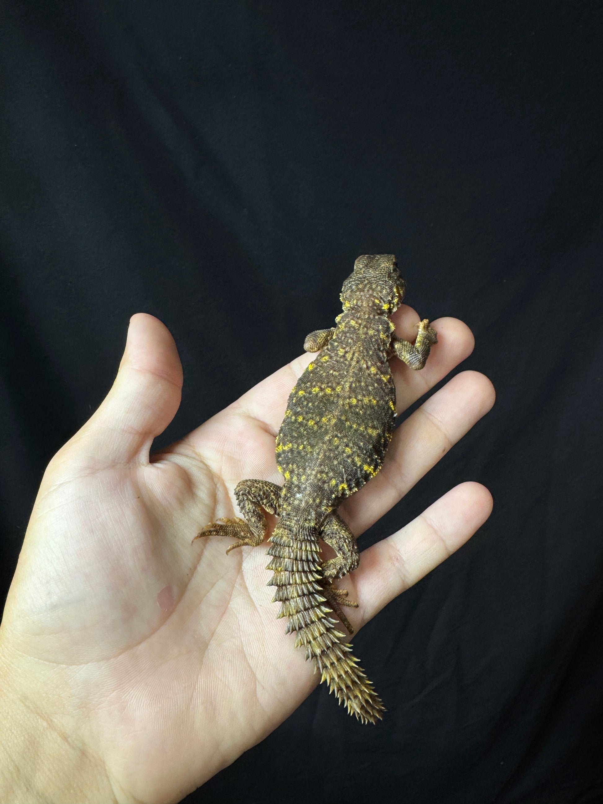 Baby Yellow Uromastyx #2