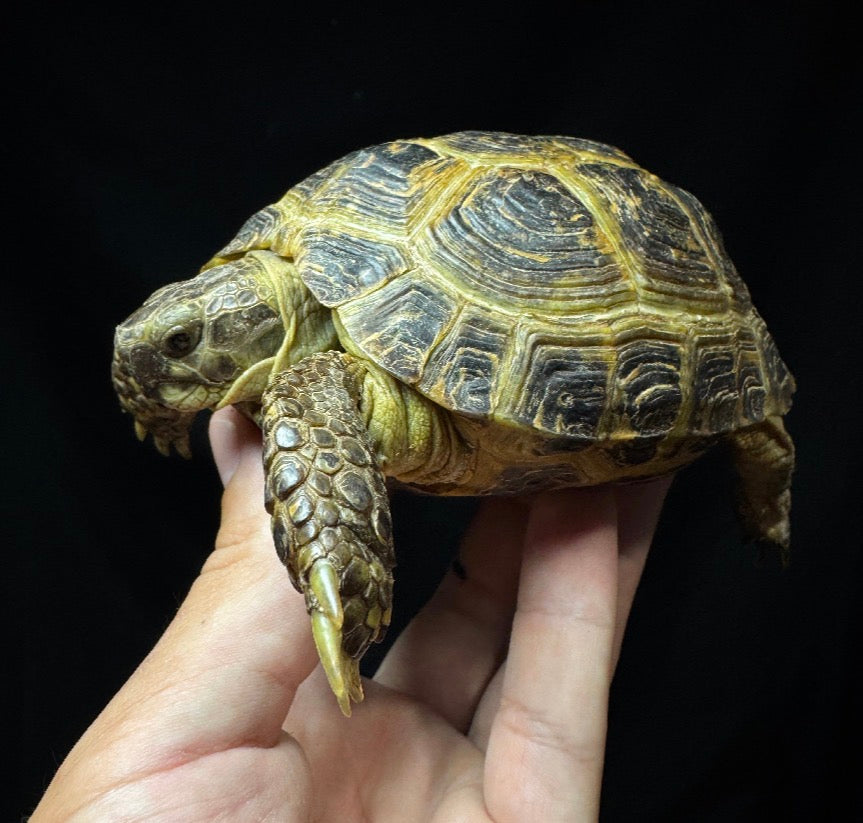 Female Russian Tortoise #10