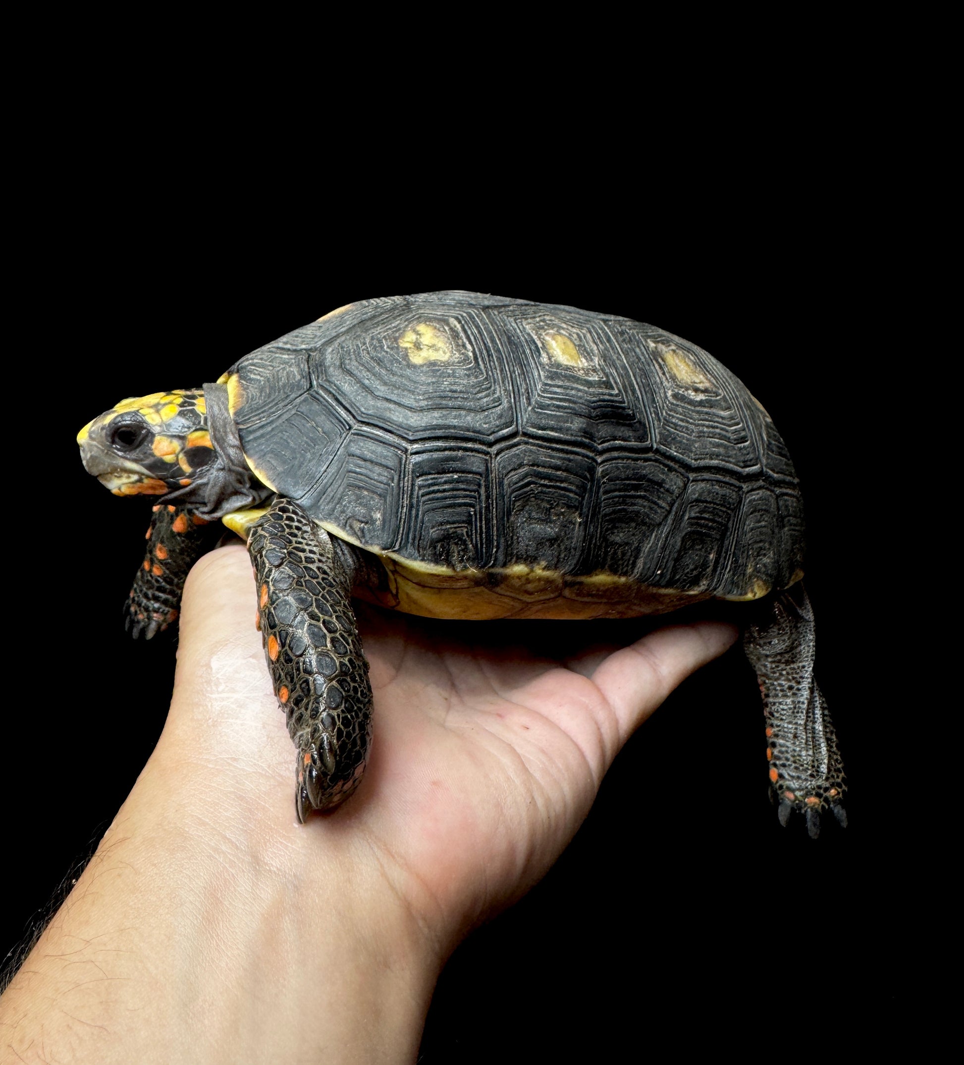 #1 USACB Medium Male Redfoot