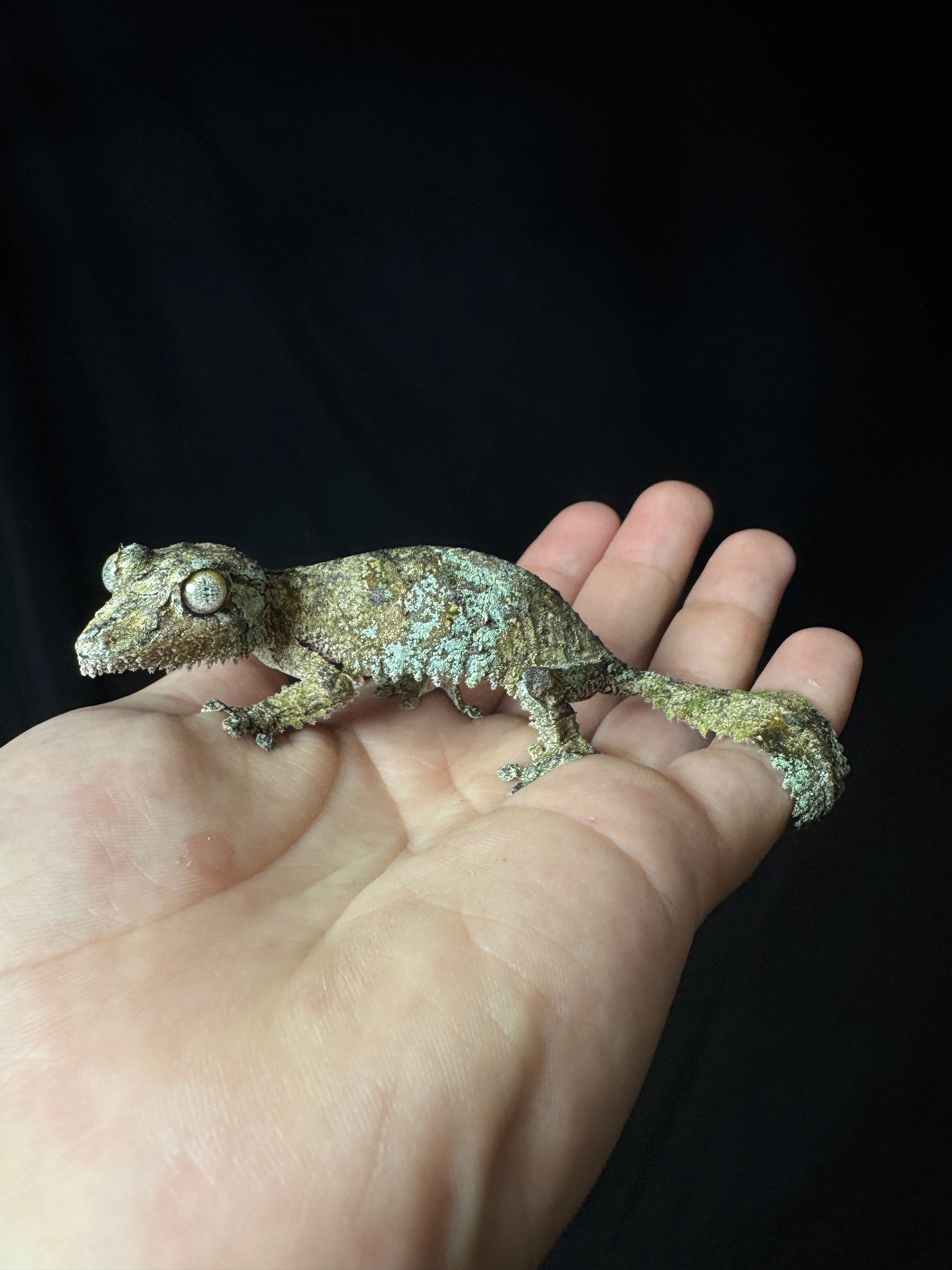Sikorae Leaf Tail Female #4