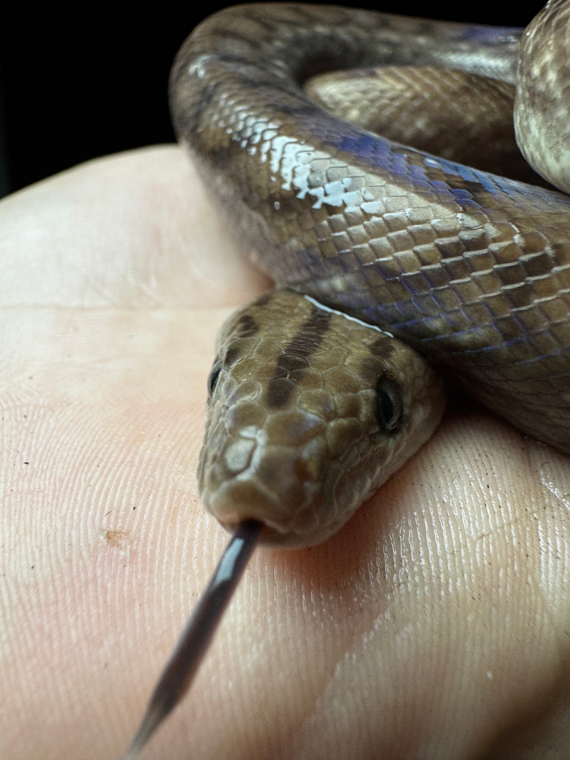 Juvenile Colombian Rainbiw Boa