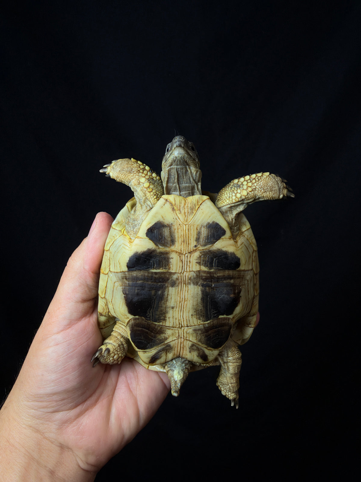 #15 Female Hermann’s Tortoise