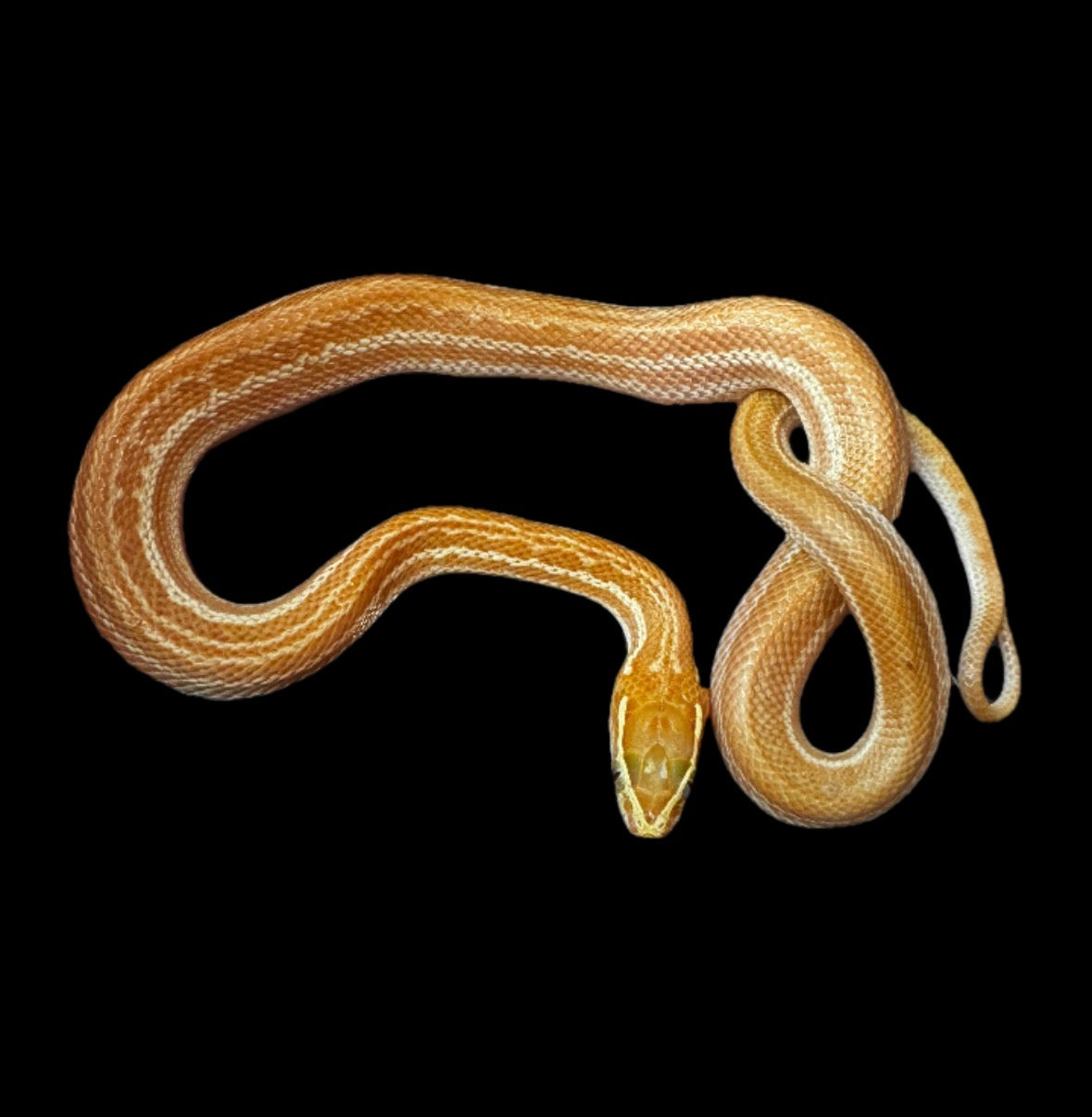 USACB Baby Albino House Snake