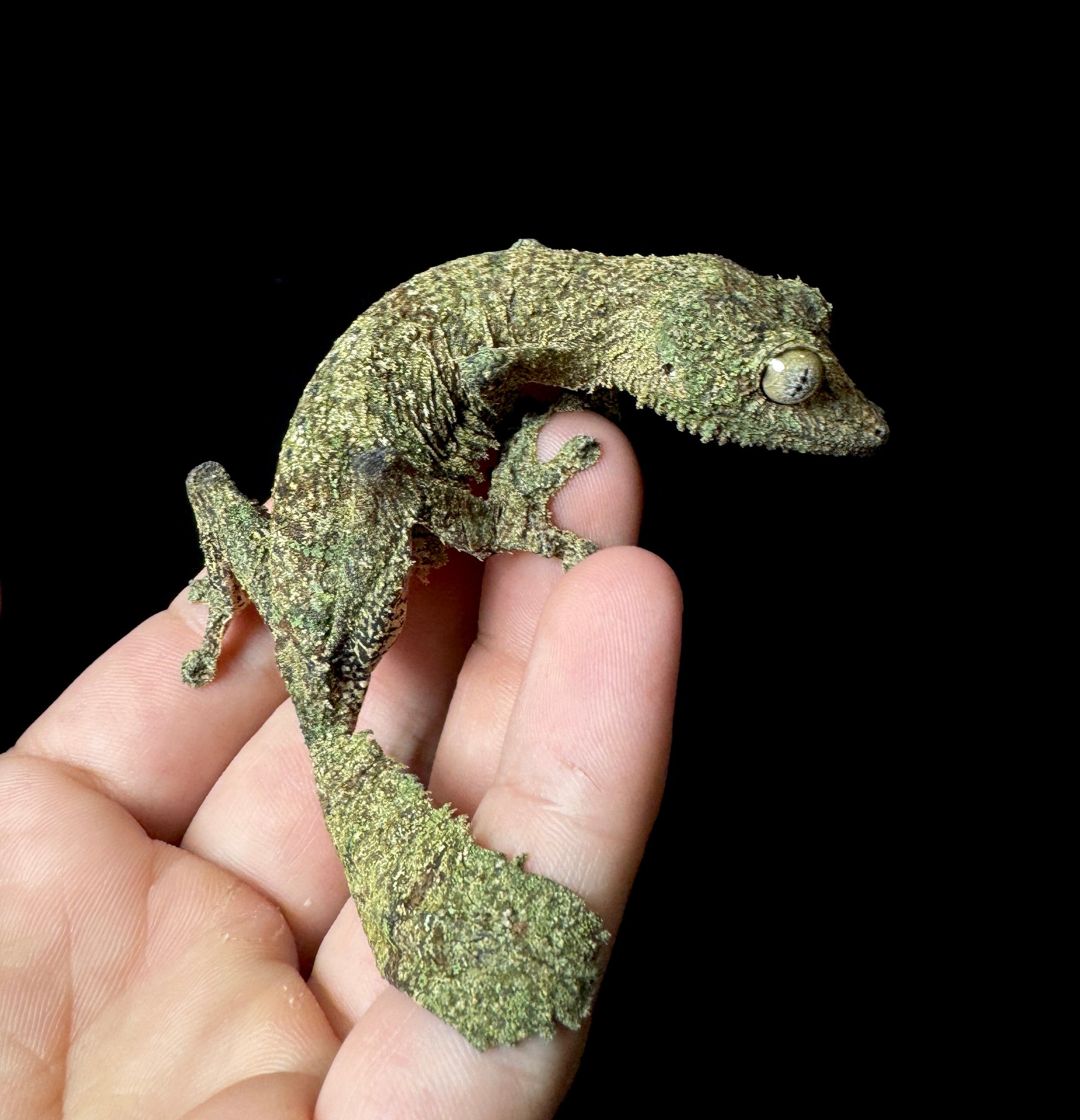 Sikorae Leaf Tail Gecko Female #2