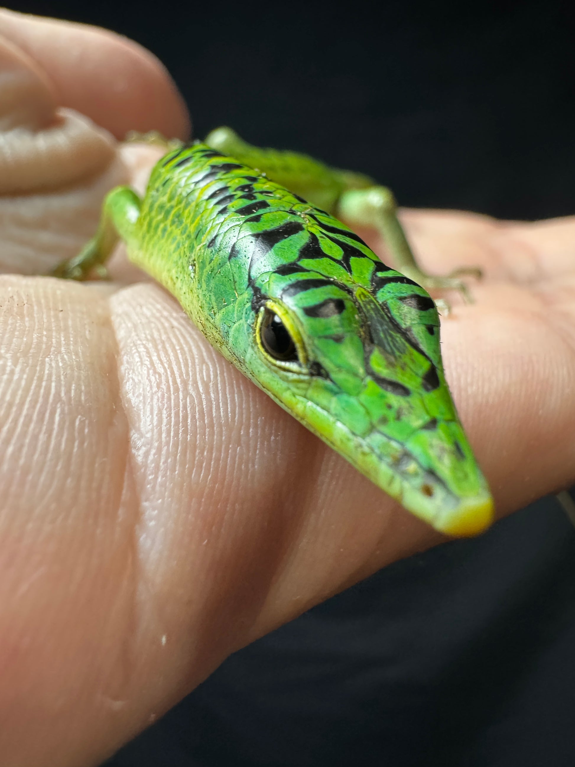 #8 Female Baby Black Spotted Emerald Tree Skink