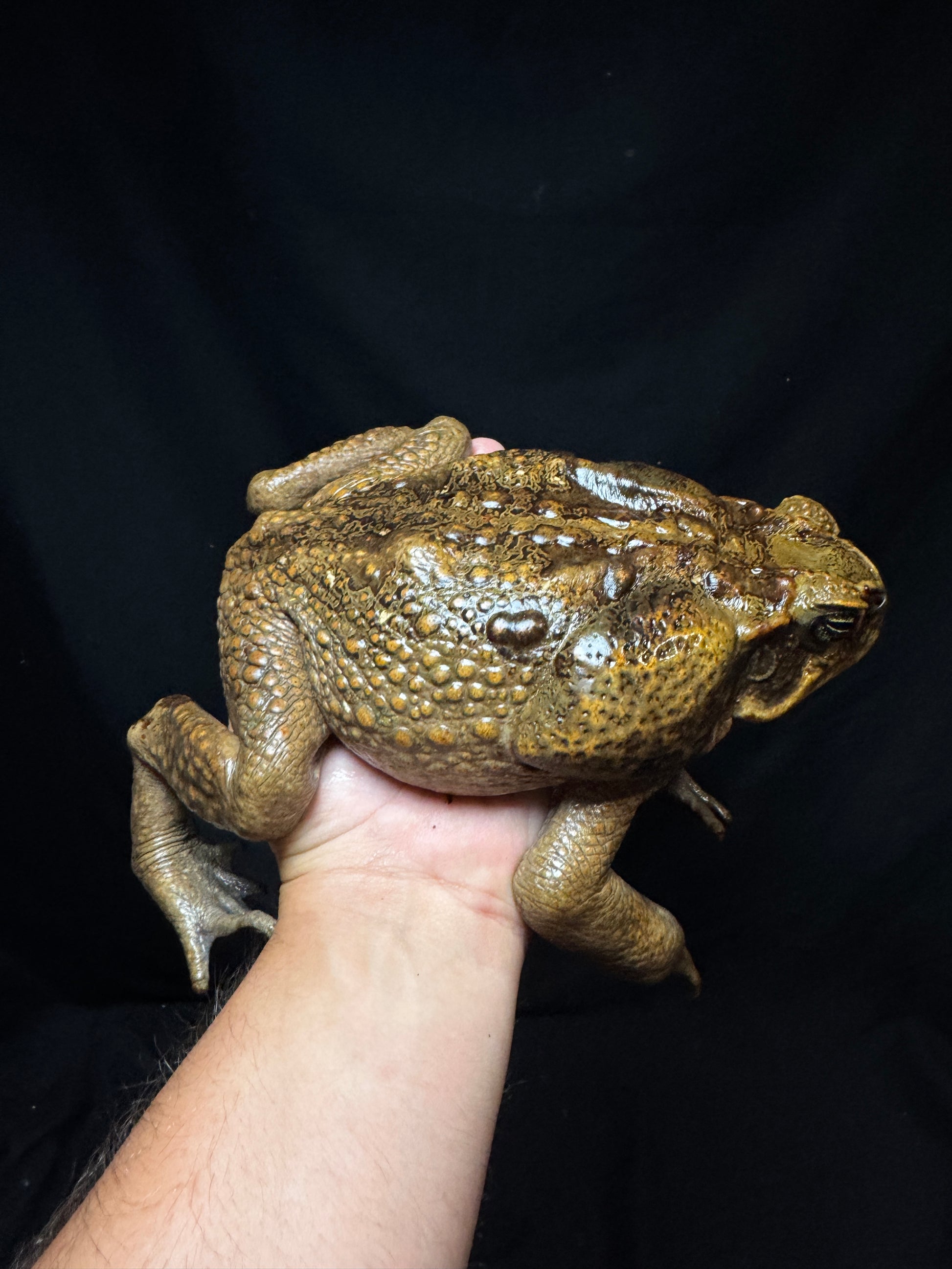 #1 XXL Marine Toad!