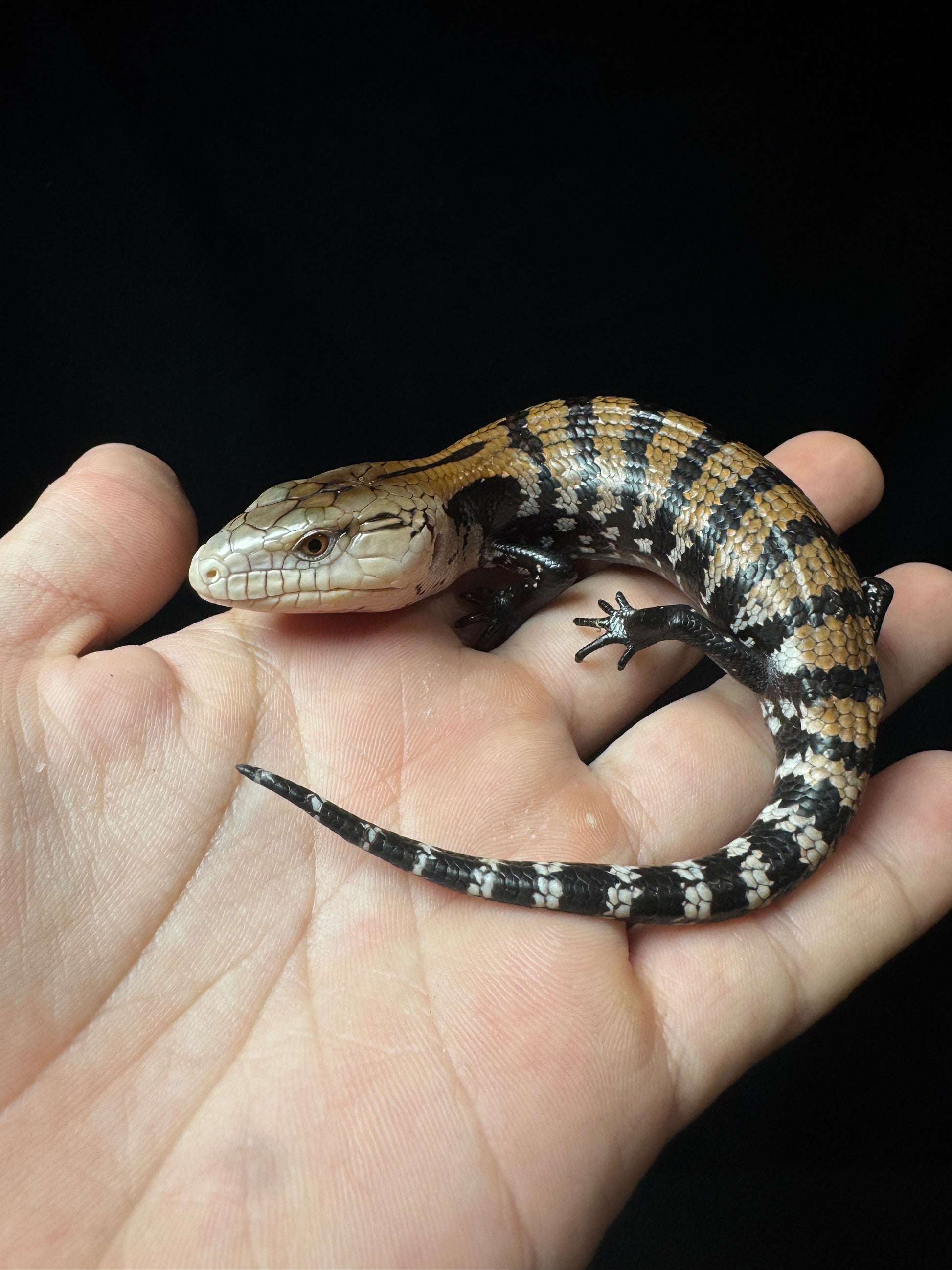 #30 Blue Tongue Skink
