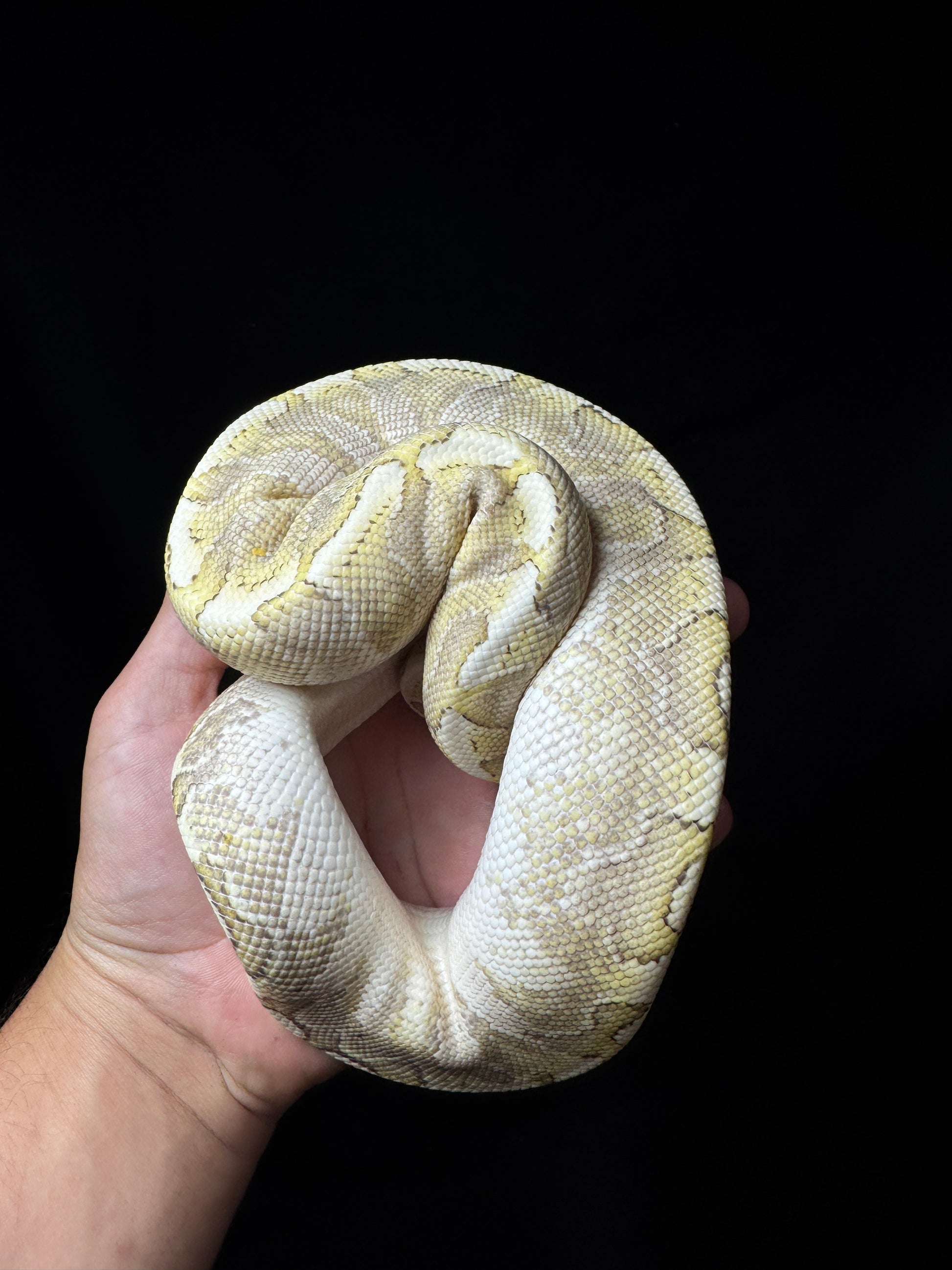 Male pastel echi bamboo bongo het clown