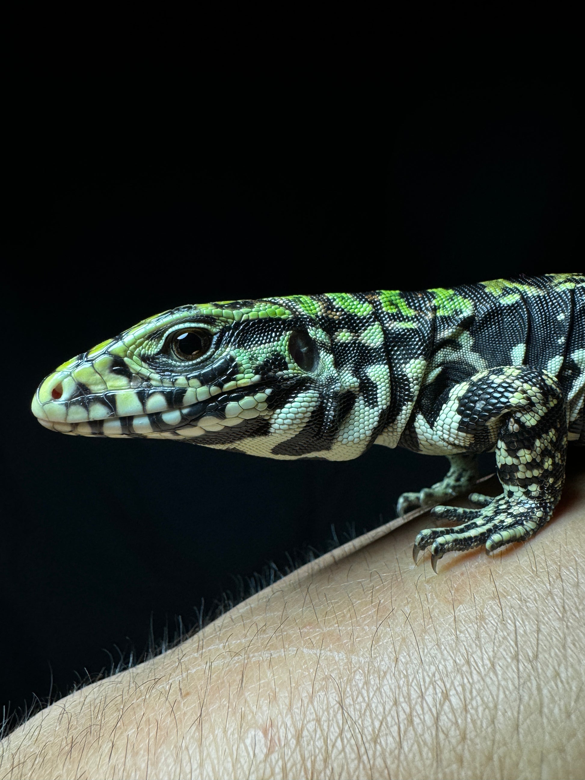 Baby Blue Tegu (Captive Bred)