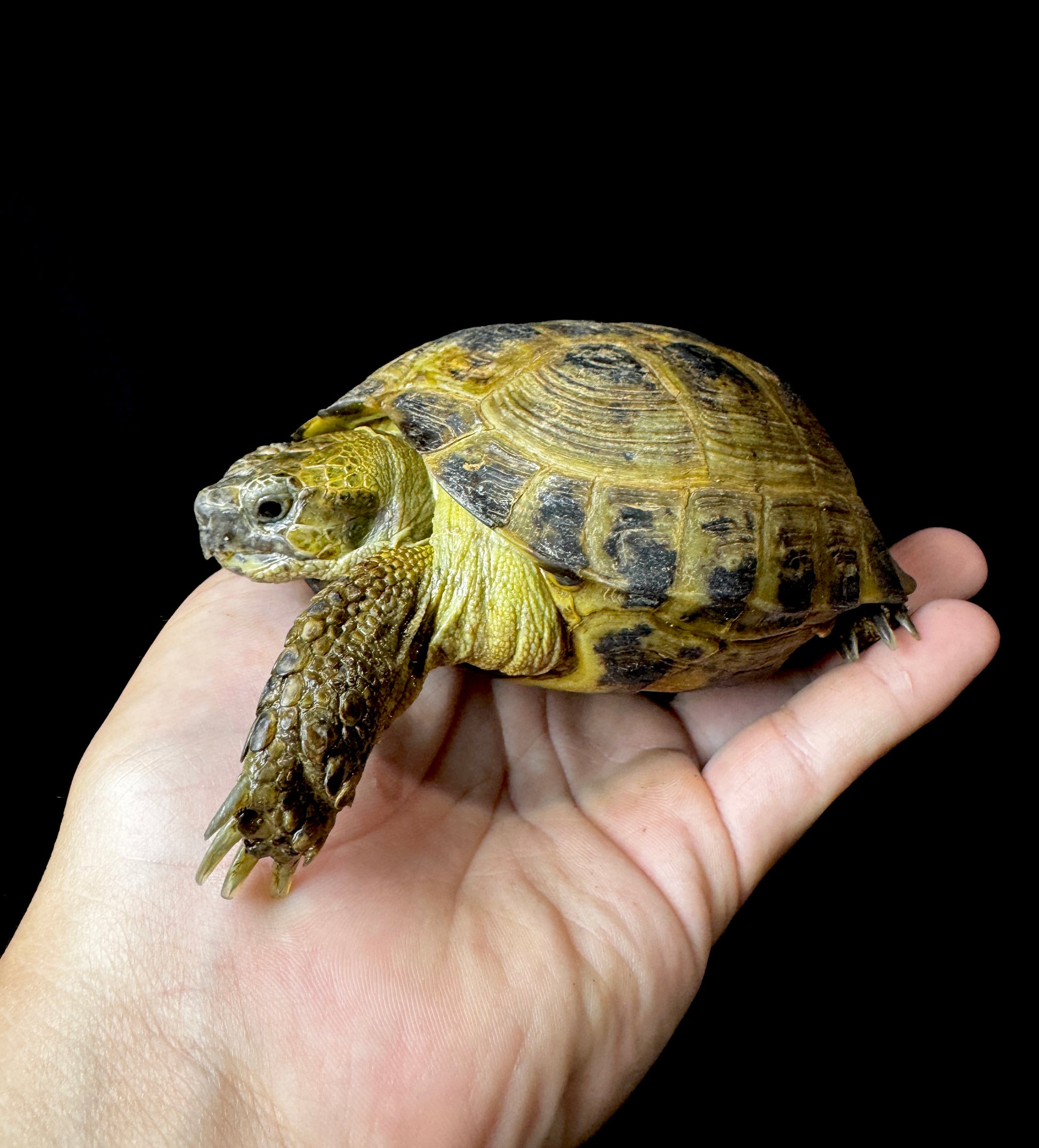 Exact Russian Tortoise Male #2