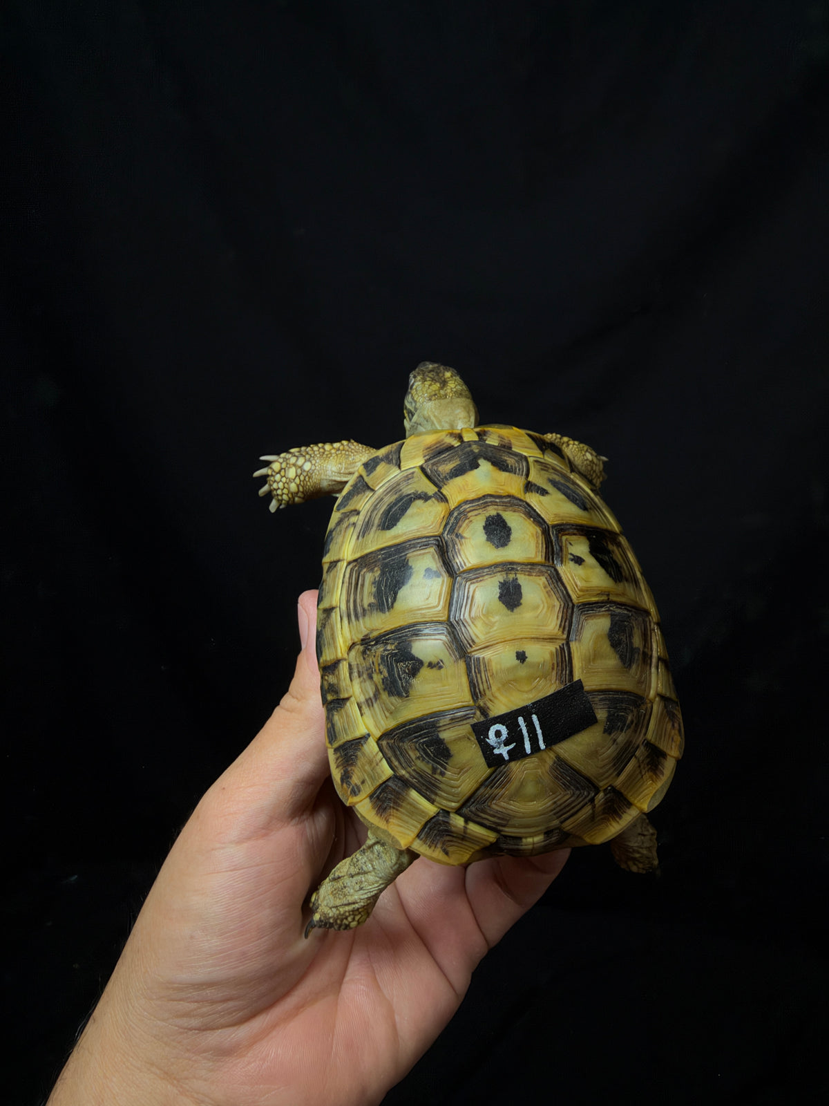 #11 Female Hermann’s Tortoise