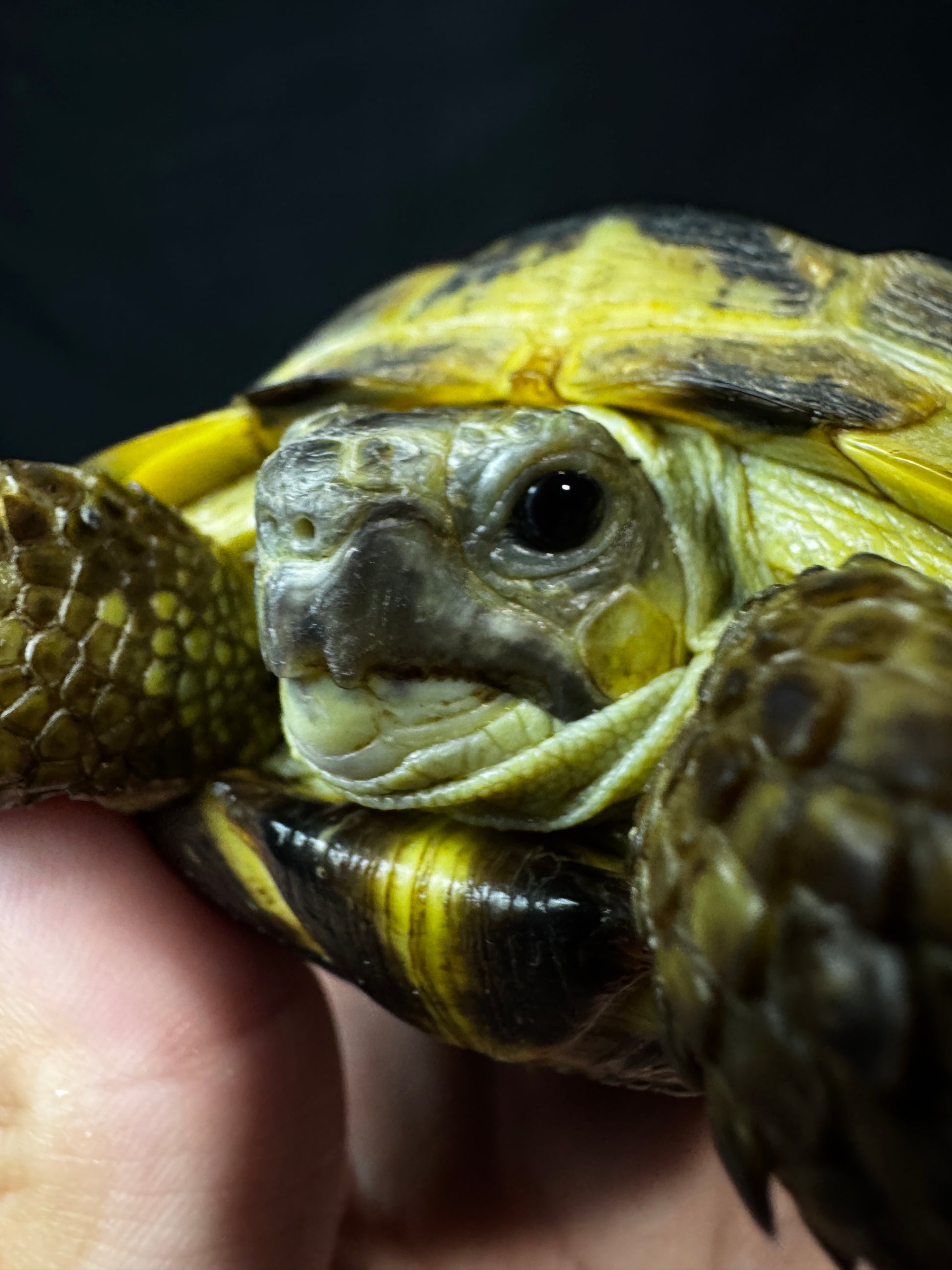 Female Russian Tortoise #10