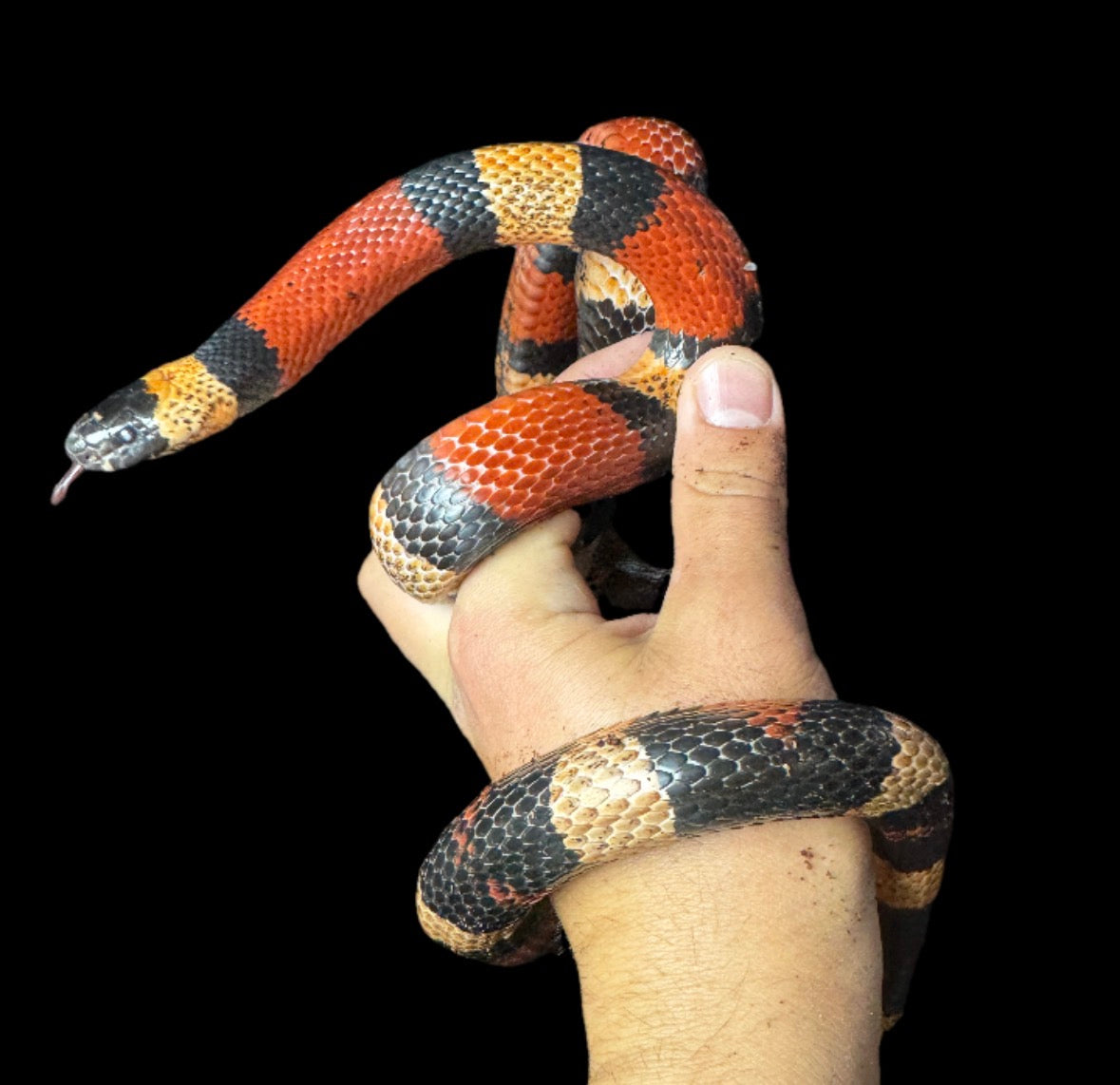 Adult Pueblan Milk Snake
