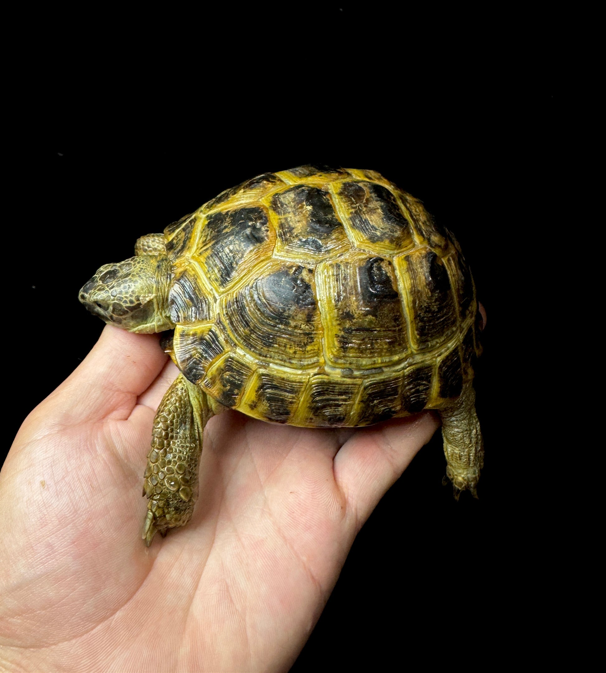 #28 Female Russian Tortoise