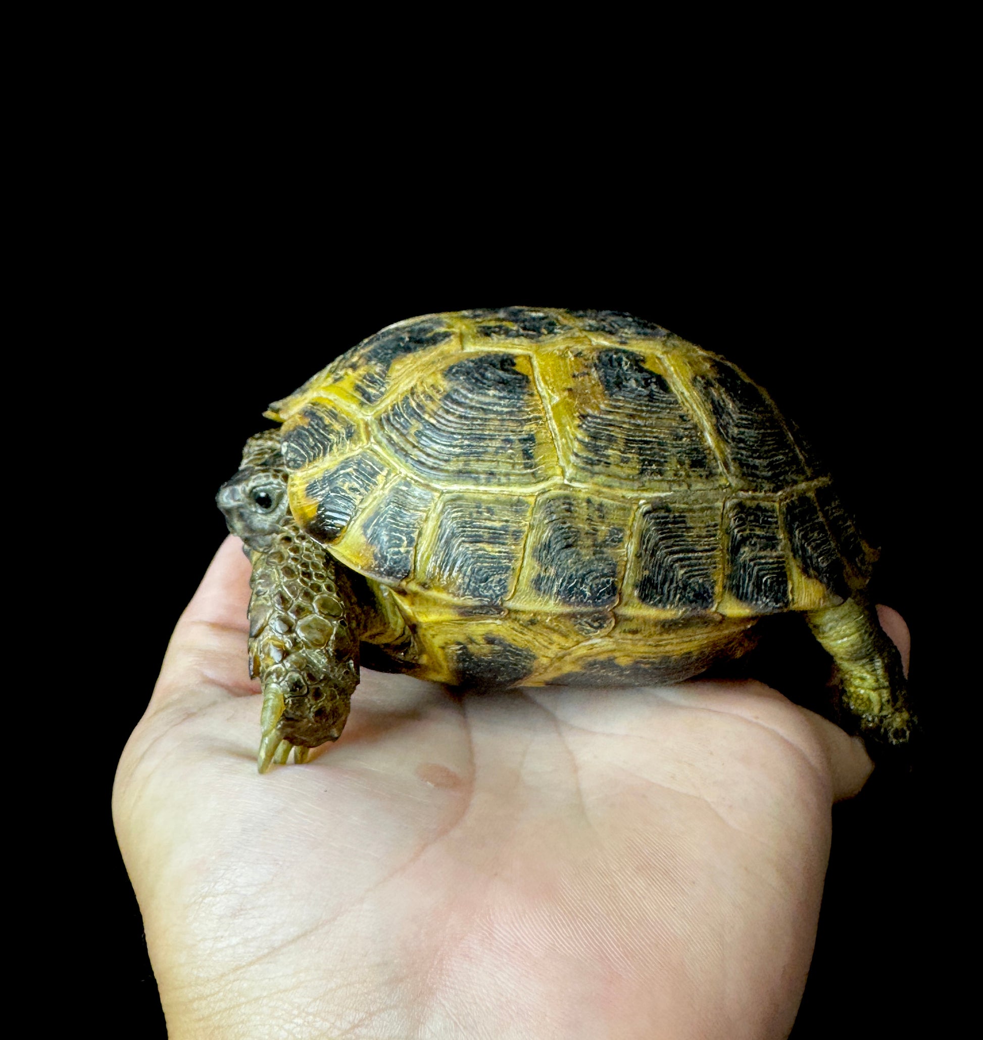 Exact Russian Tortoise Female #3