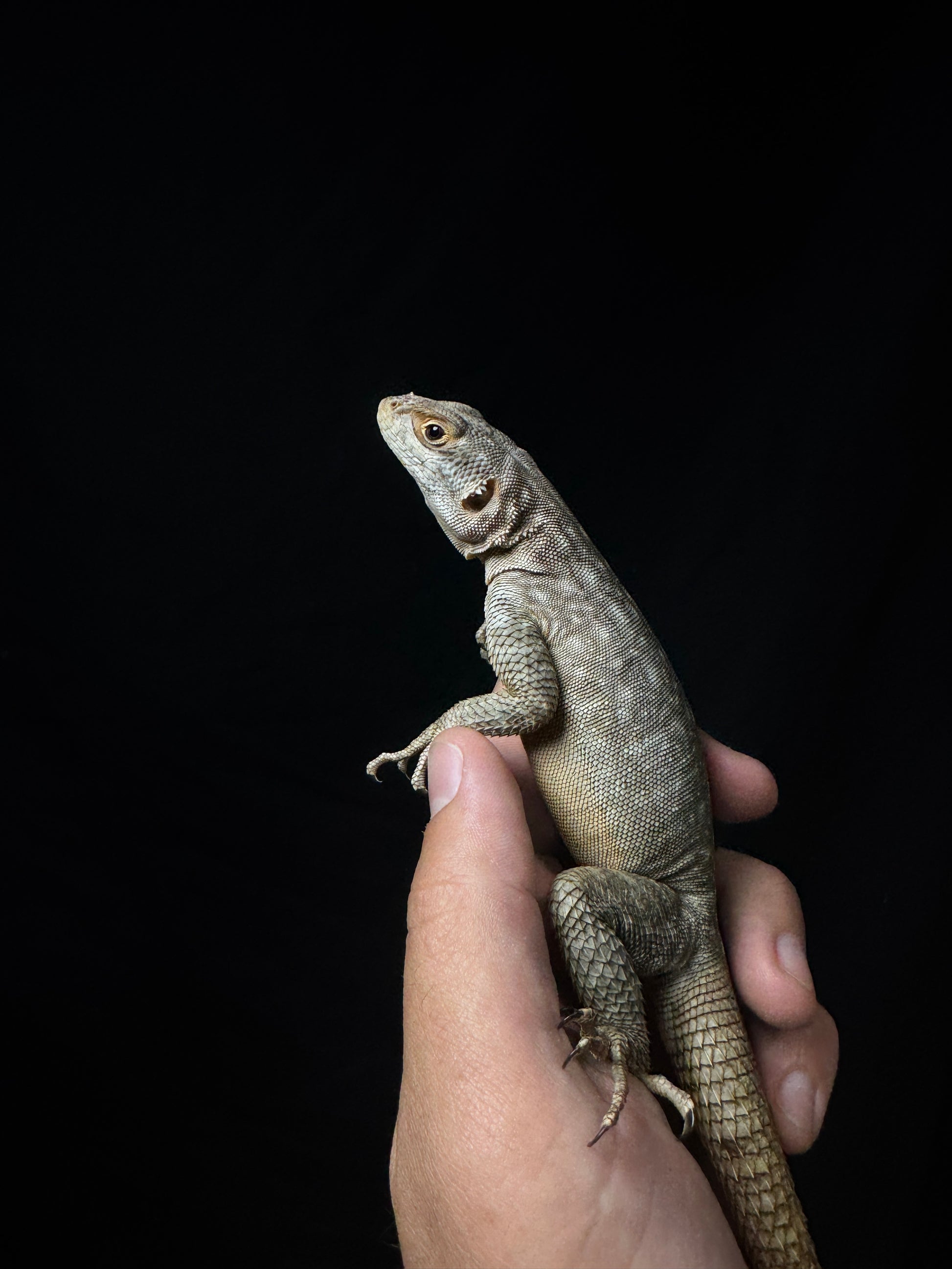 Blue Madagascar Iguana