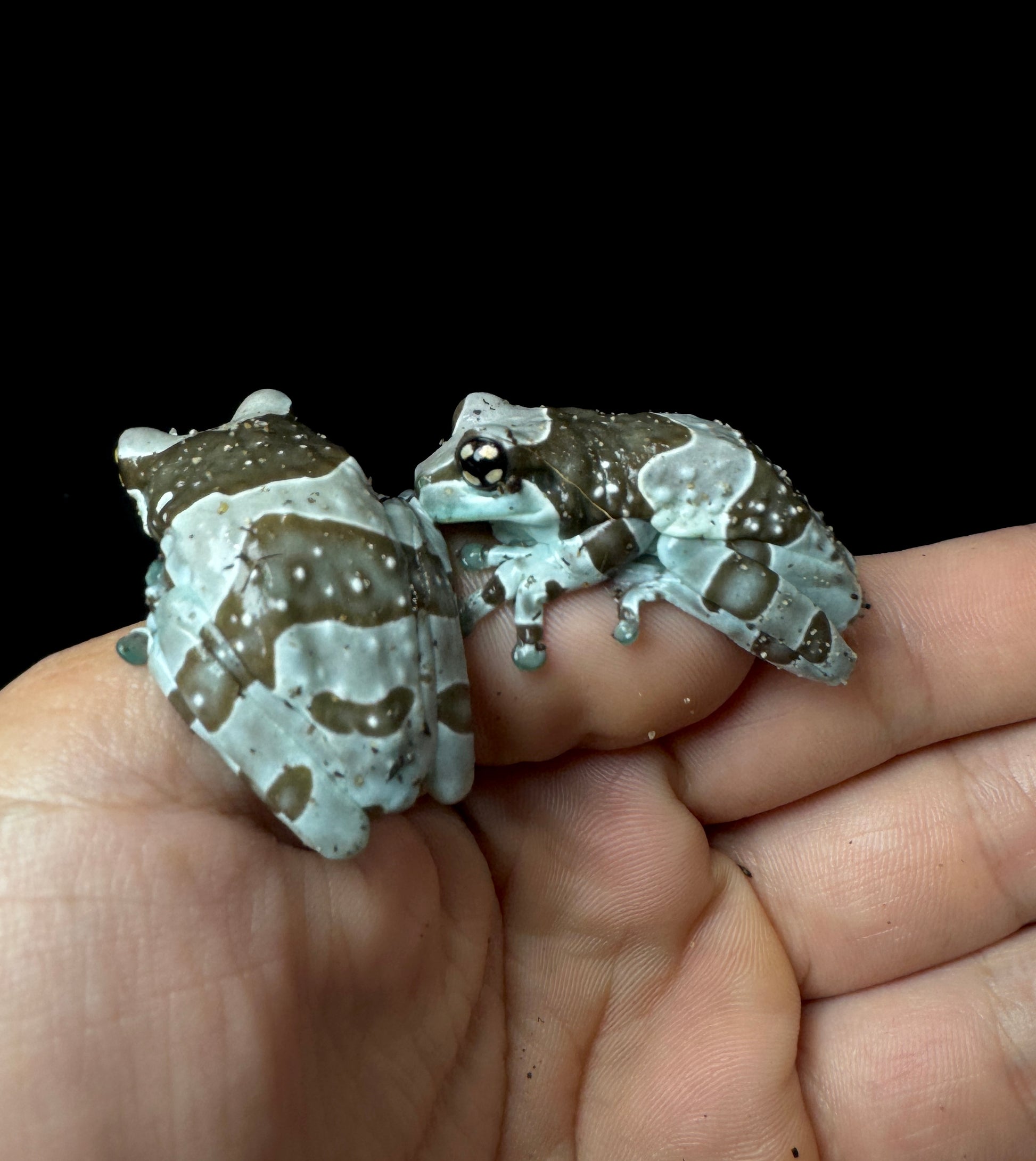 USA CB Milk Frog Medium!