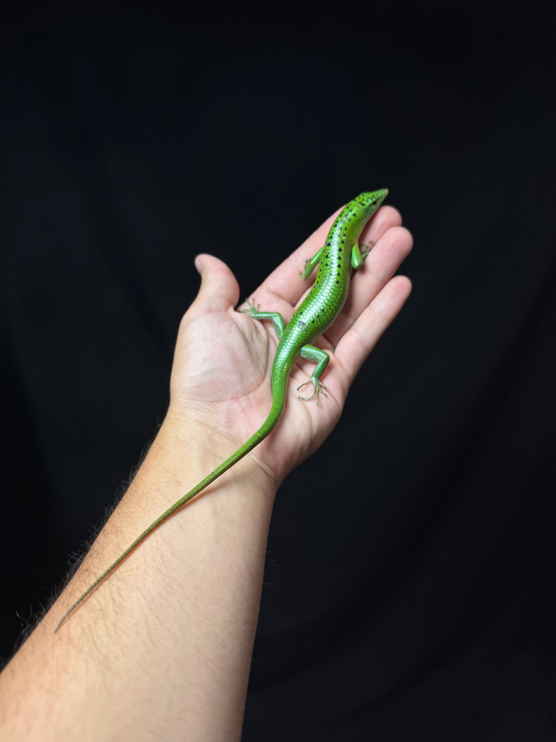 #3 Female Black Spotted Emerald Tree Skink