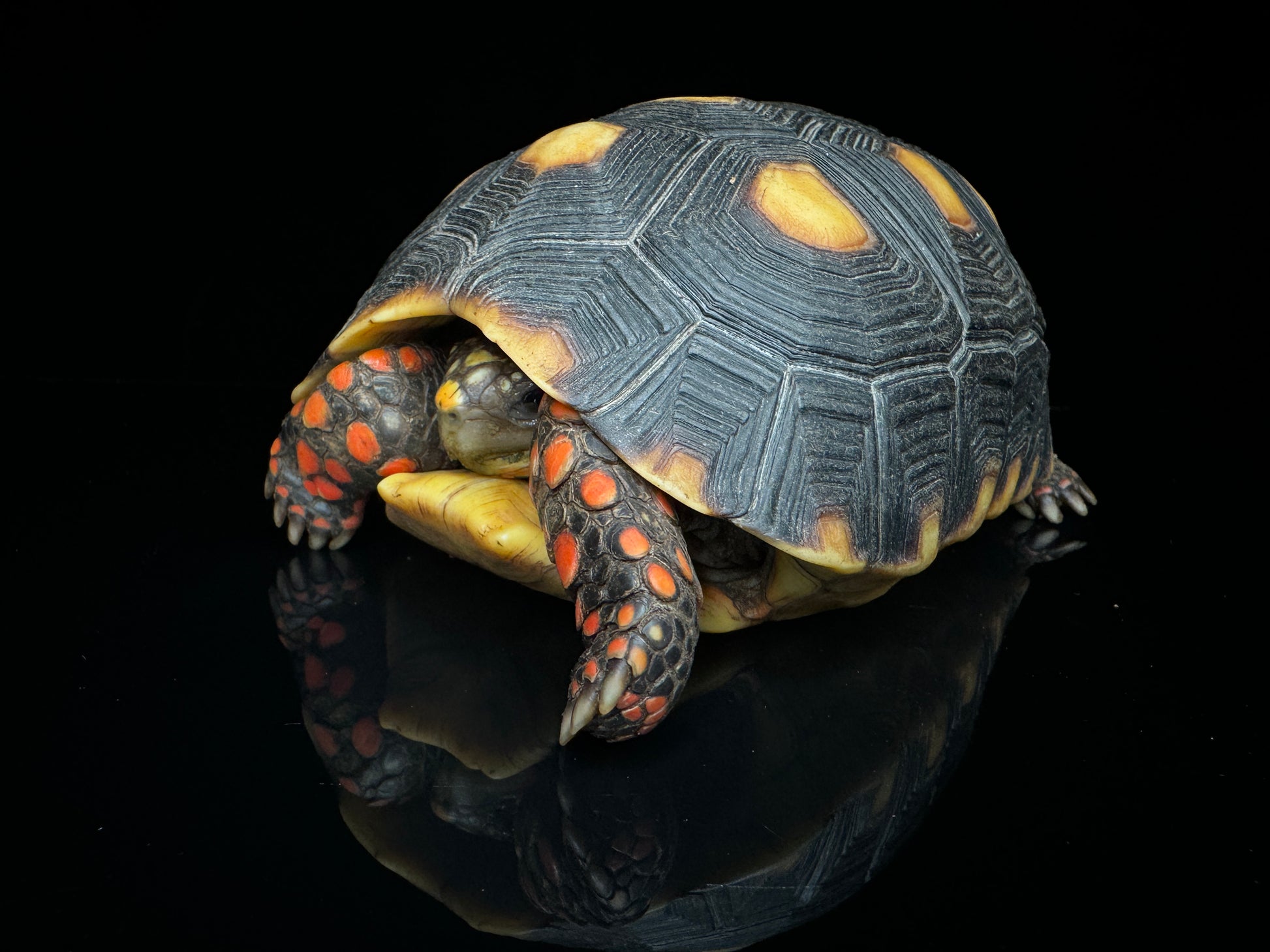 4”-5” Redfoot Tortoise