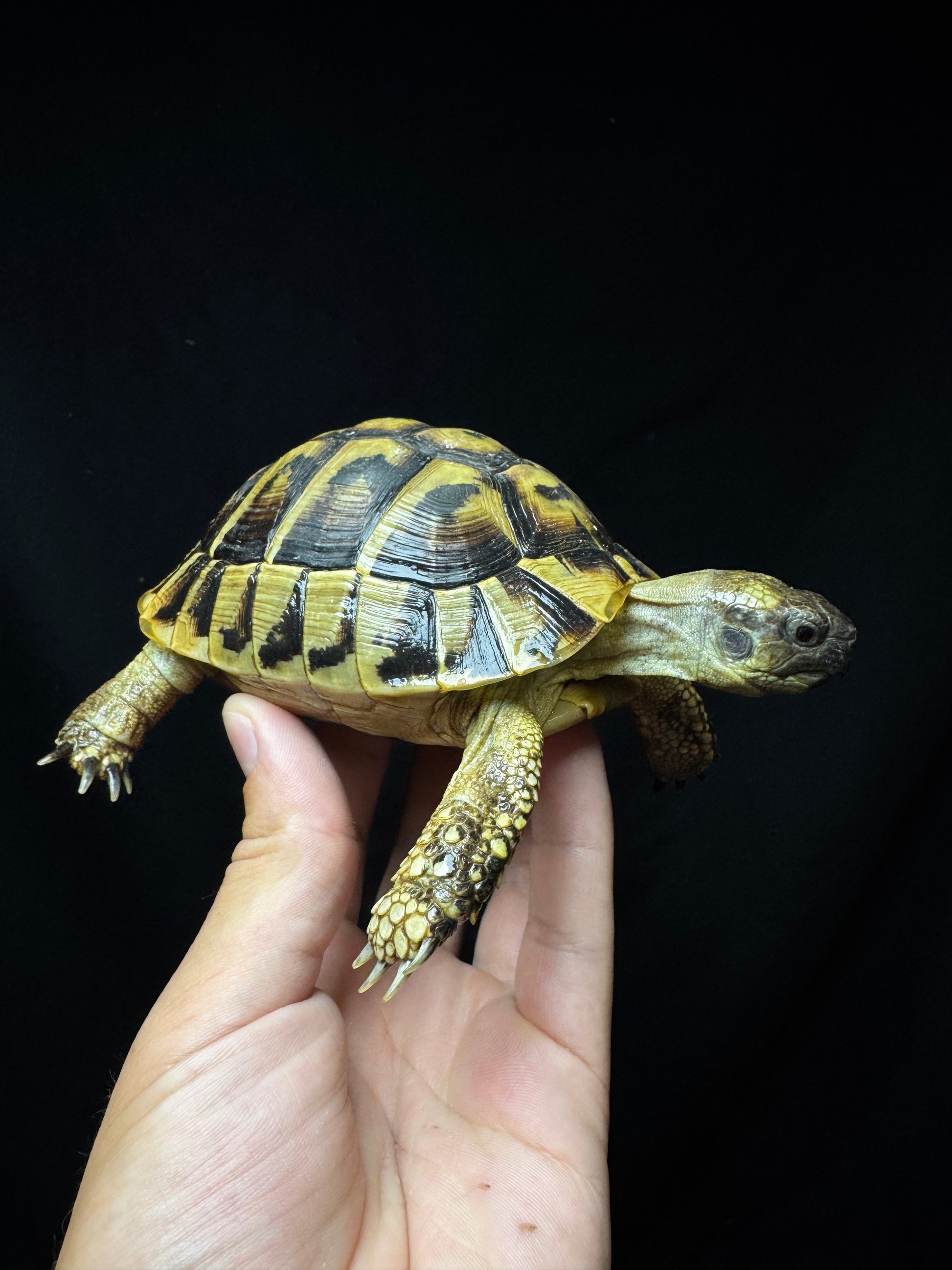 #15 Male USACB Hermann’s Tortoise