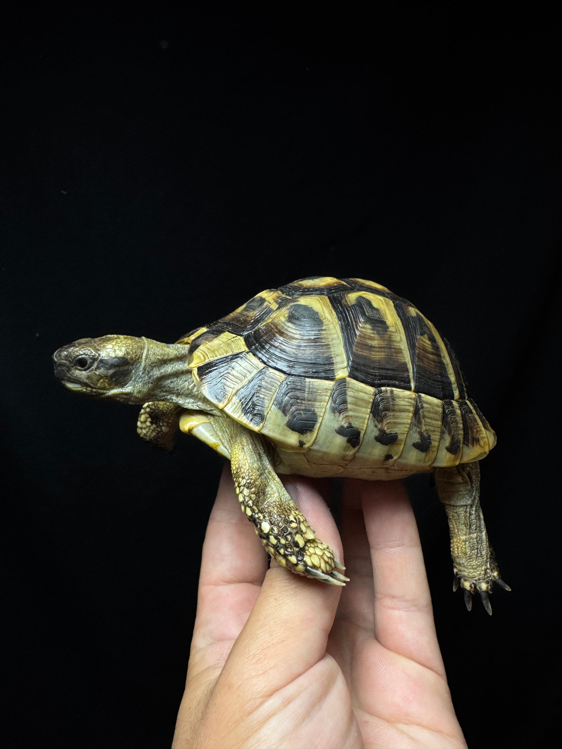 #16 Female USACB Hermann’s Tortoise