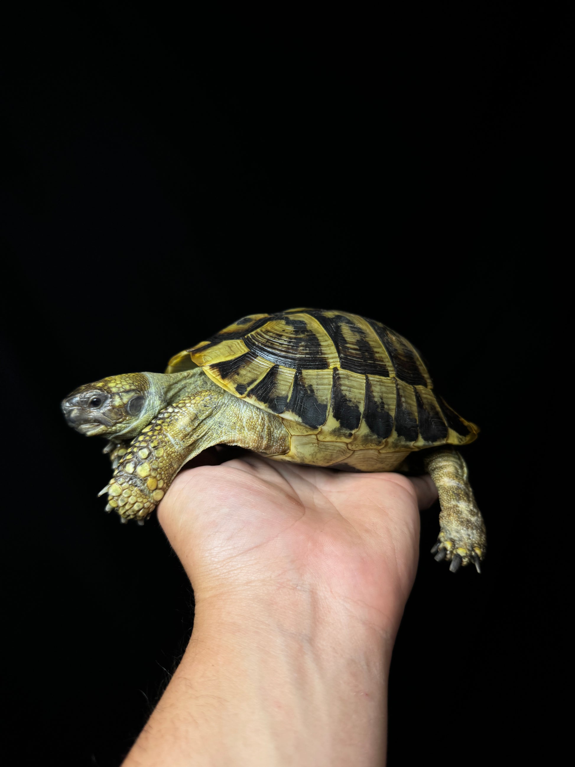 CB Breeder Male Herman’s #2