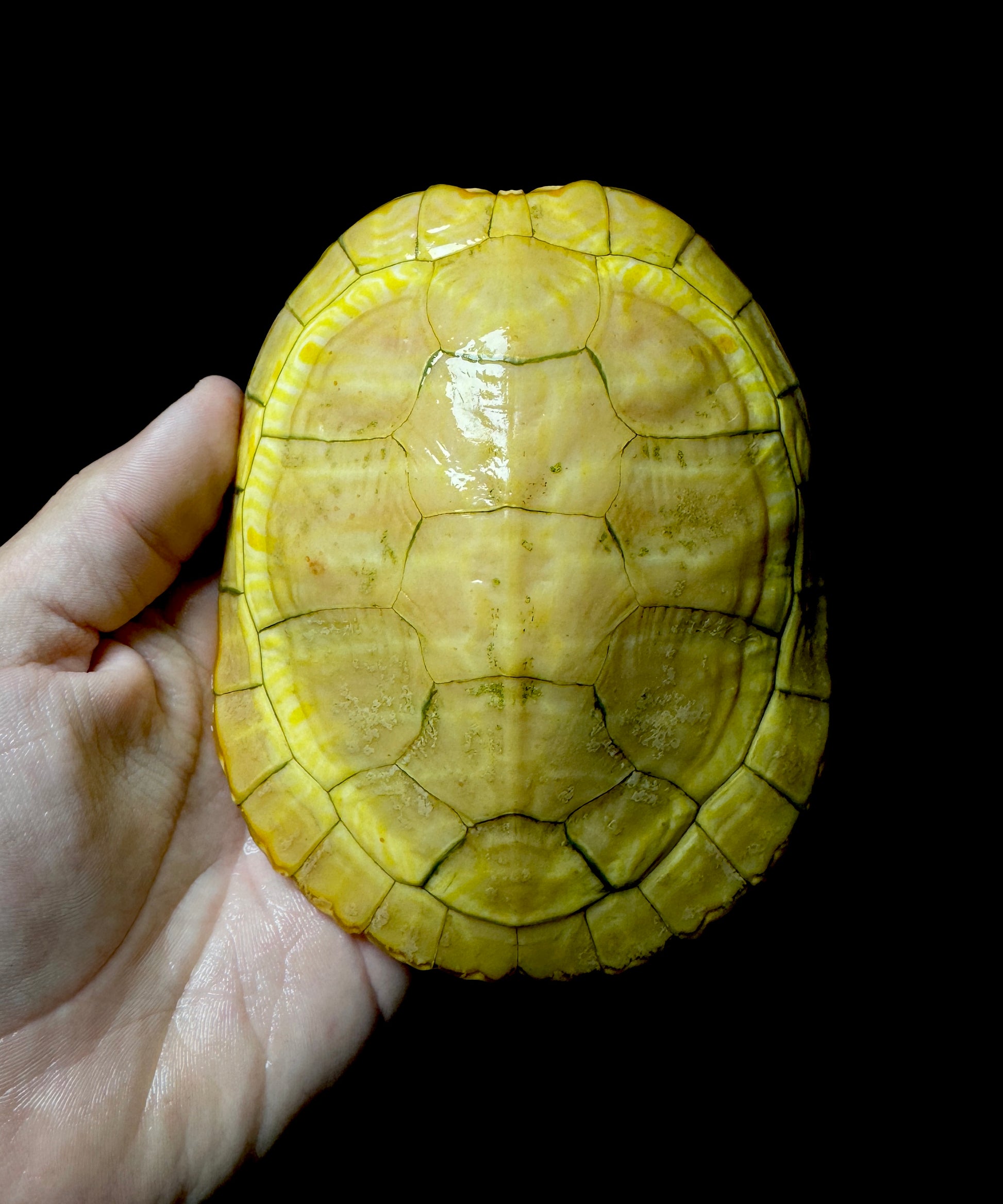Albino Red-Eared Slider