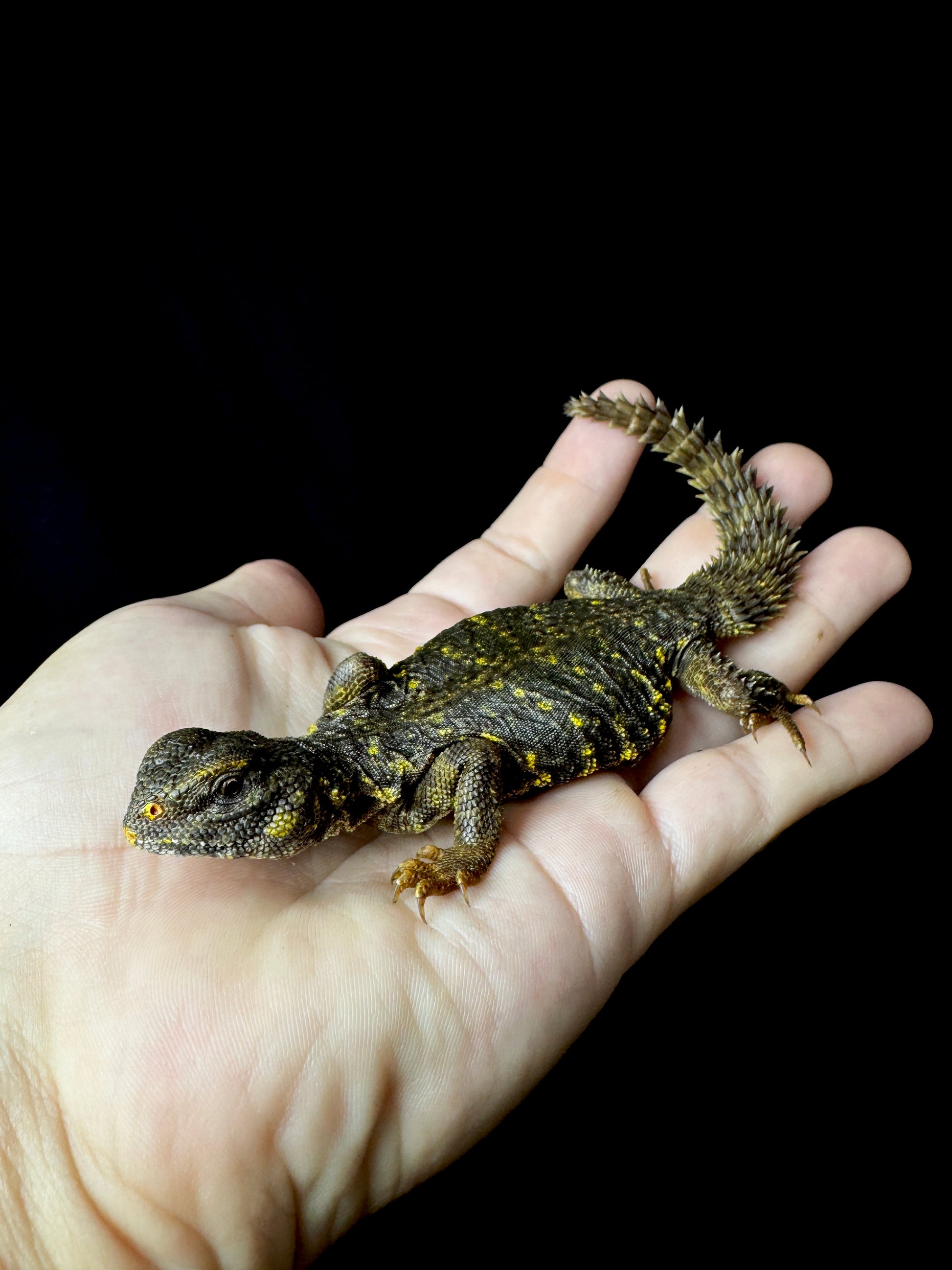 Baby Yellow Uromastyx #2