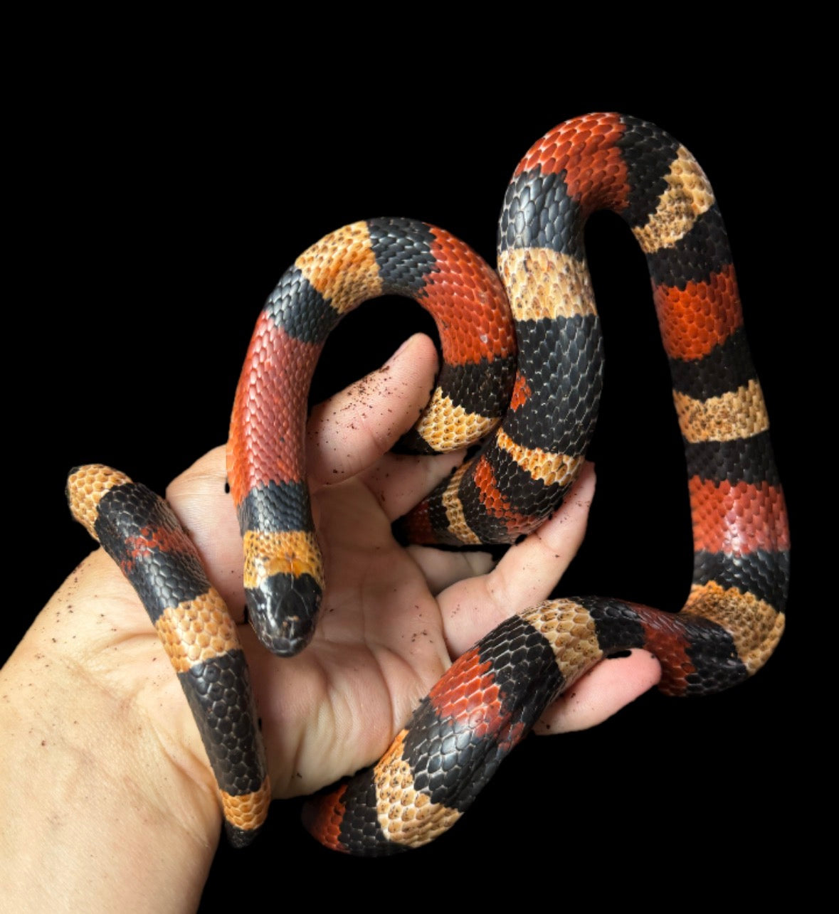Adult Pueblan Milk Snake