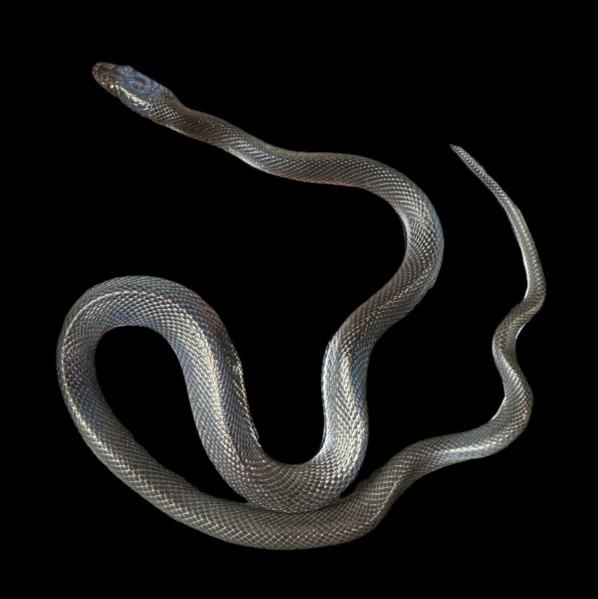 USACB Baby Black House Snake