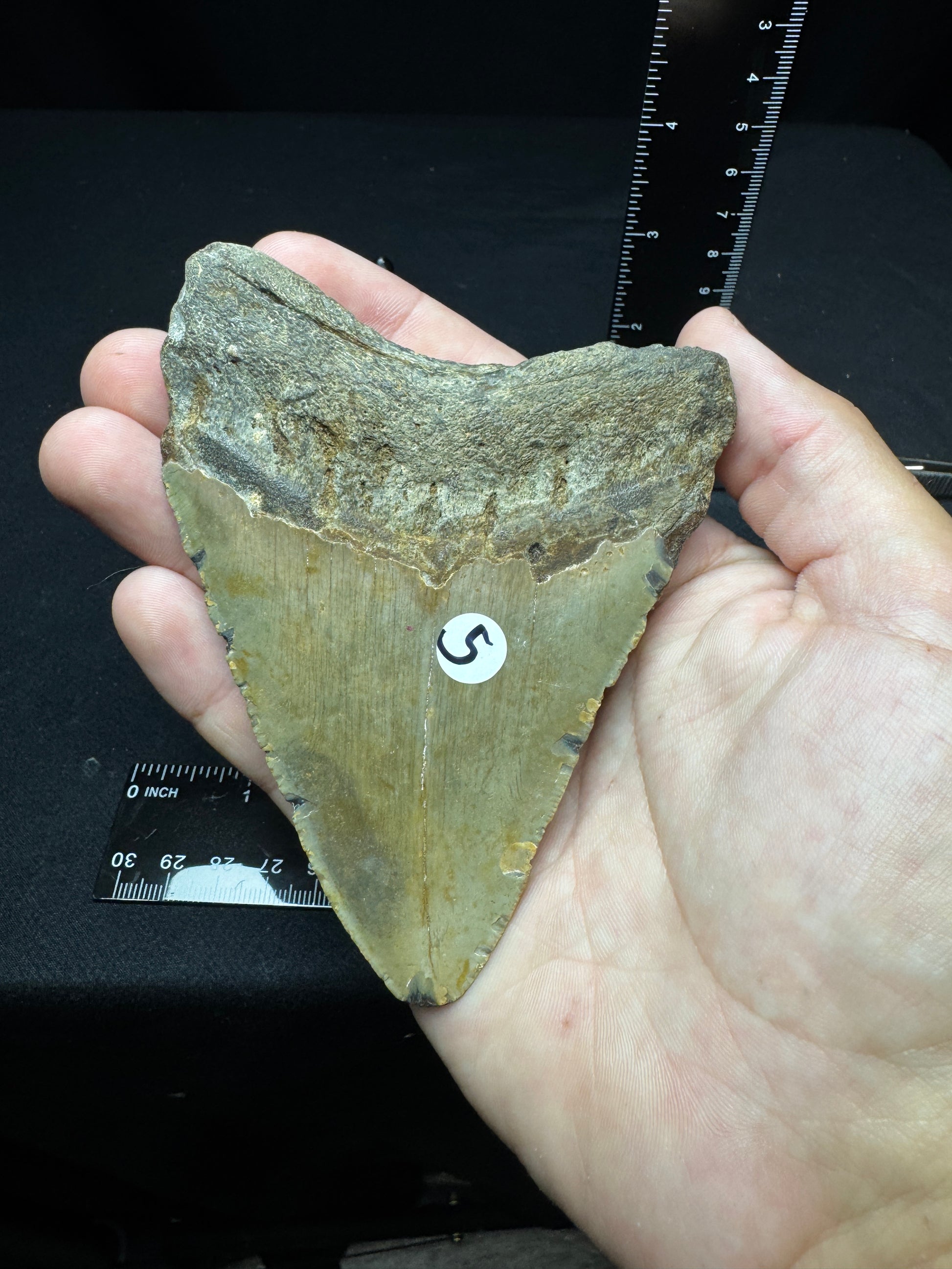 #5 4.5” Meg Tooth