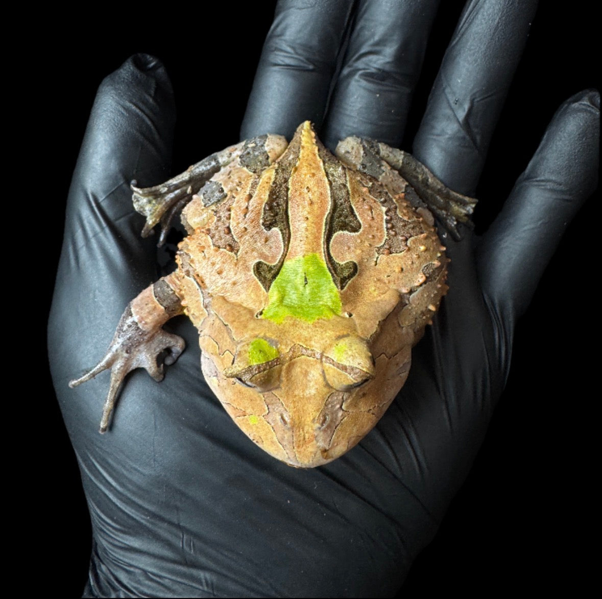 Green Horned Frog