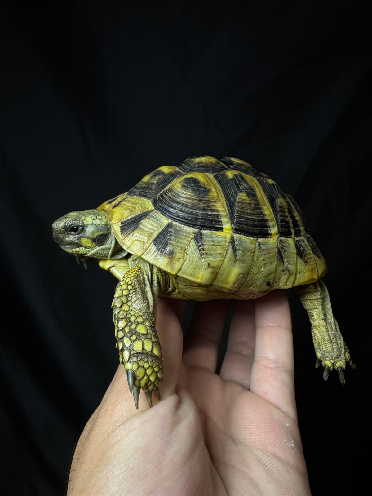 #2 USACB Female Hermann’s Tortoise