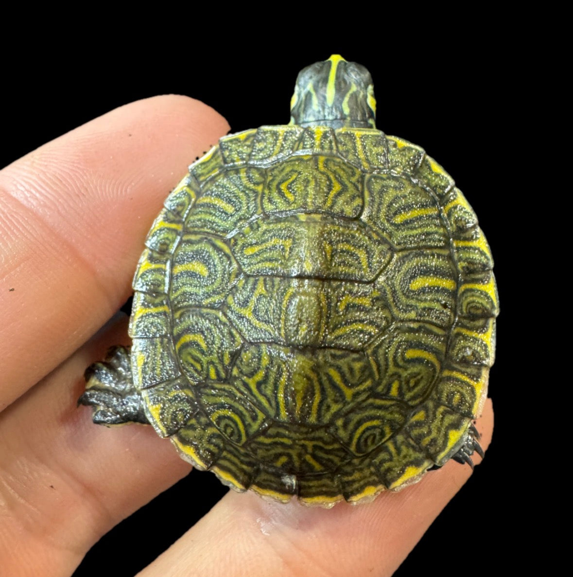 Baby Yellow Bellied Slider