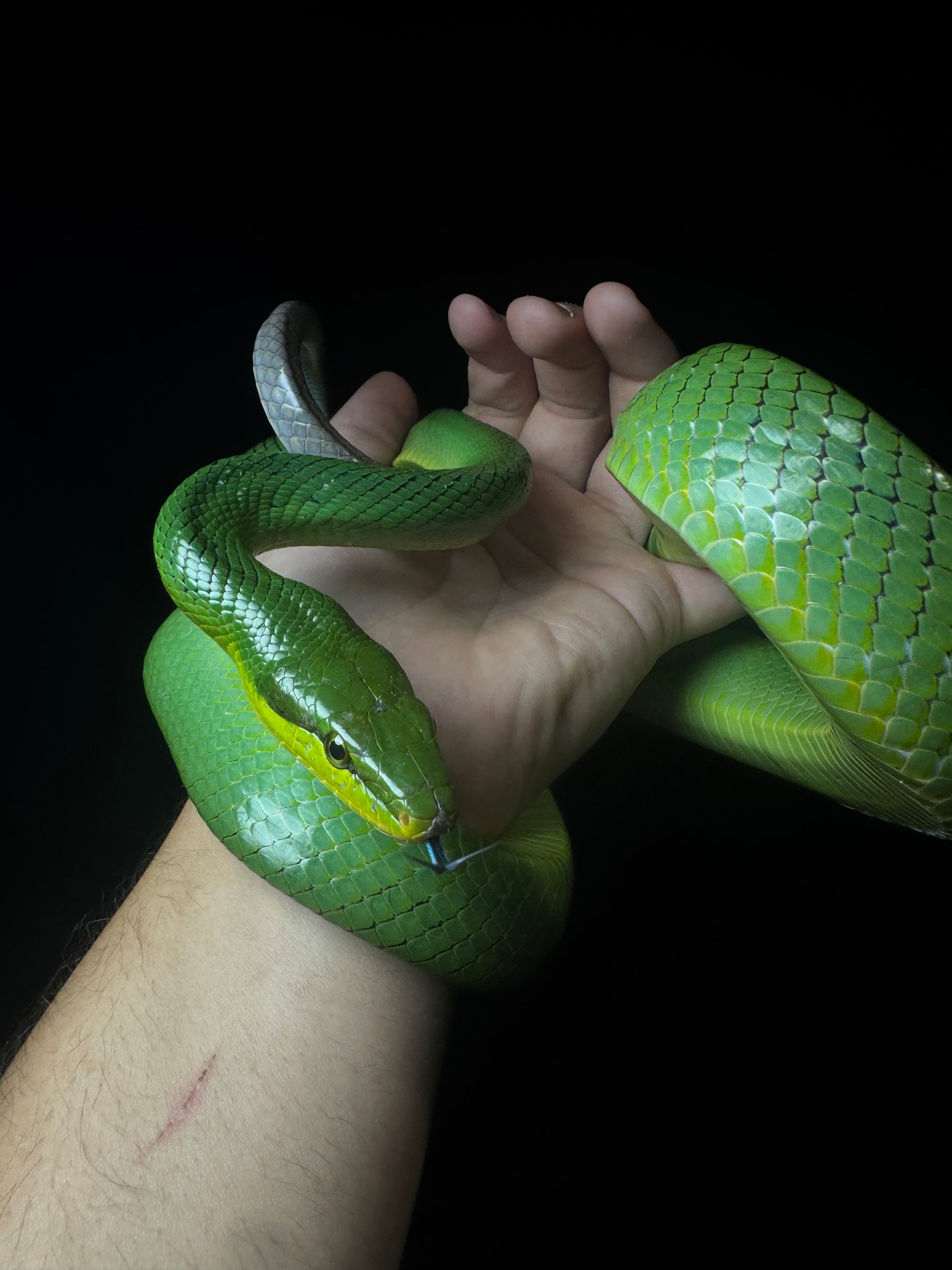 #1 Red-Tail Green Rat-snake