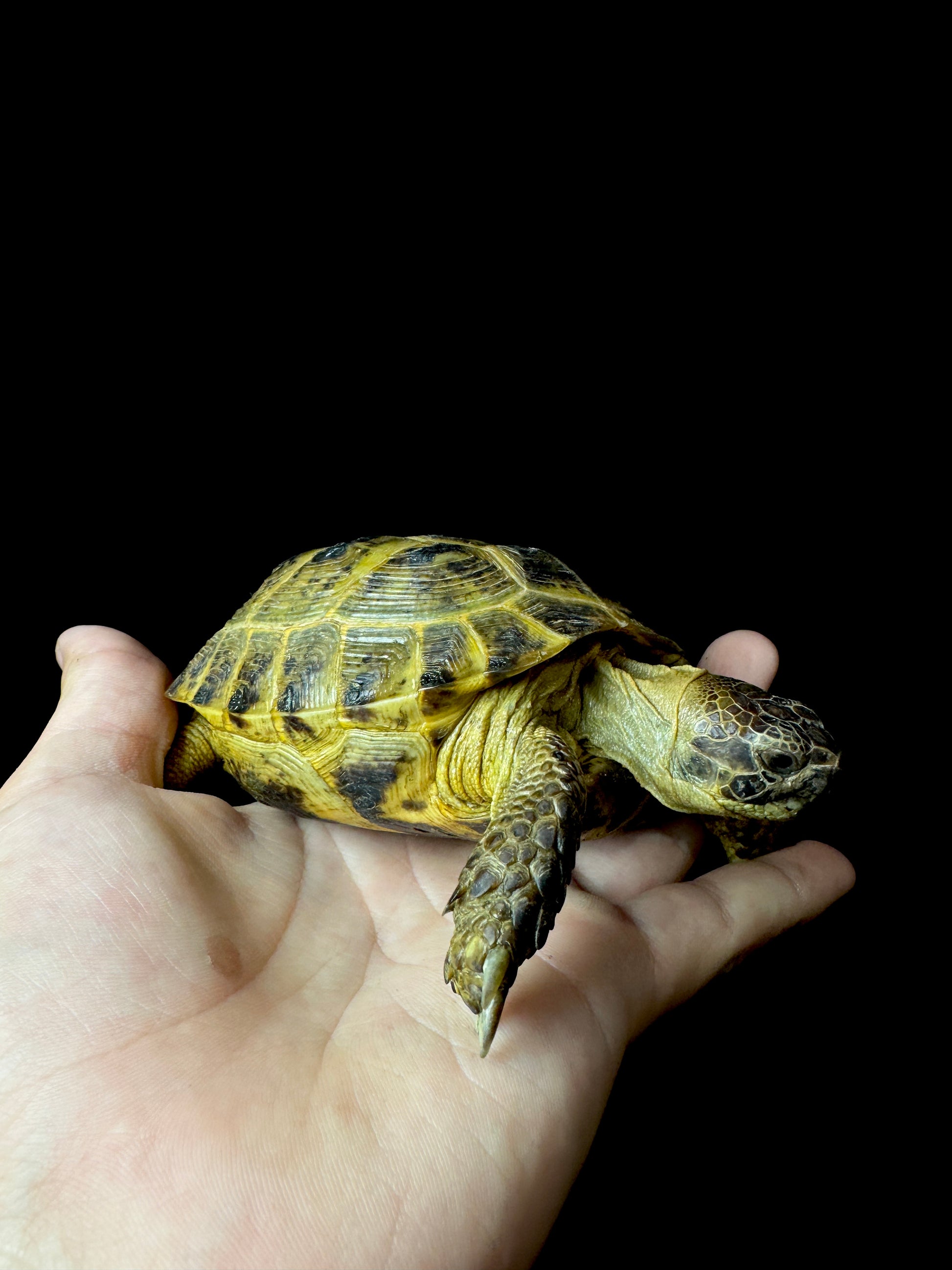 Exact Russian Tortoise Female #1