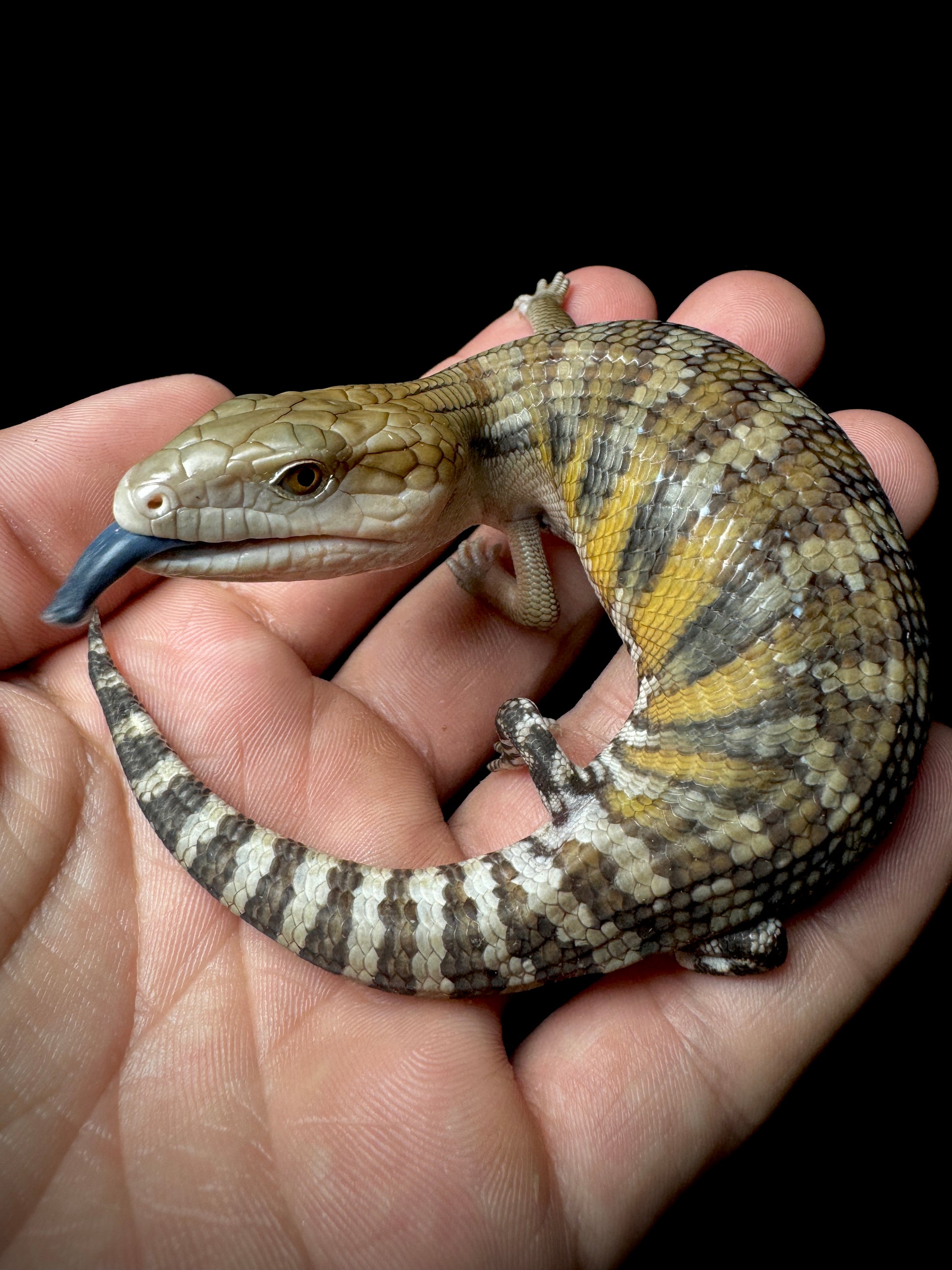 Northern Blue Tongue Skink