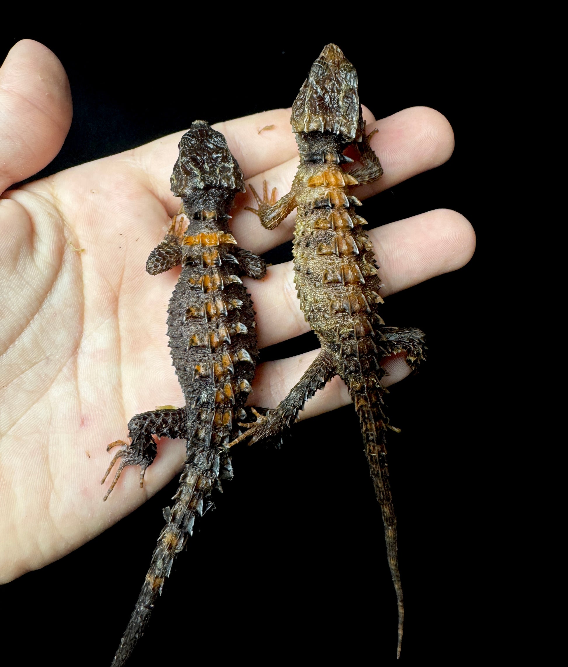 Flame Crocodile Skink Pair!