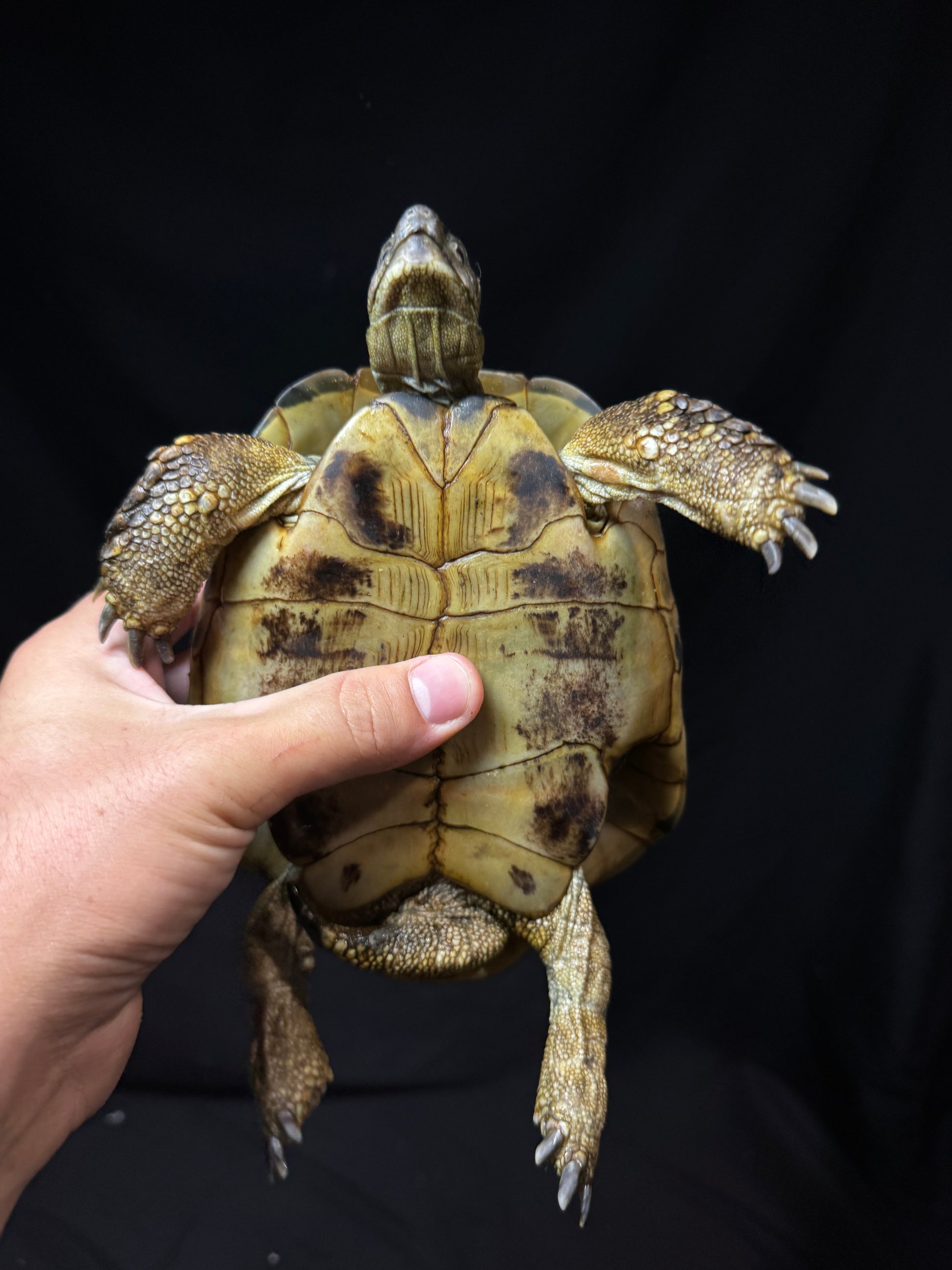 #50 Adult Hermann’s Tortoise