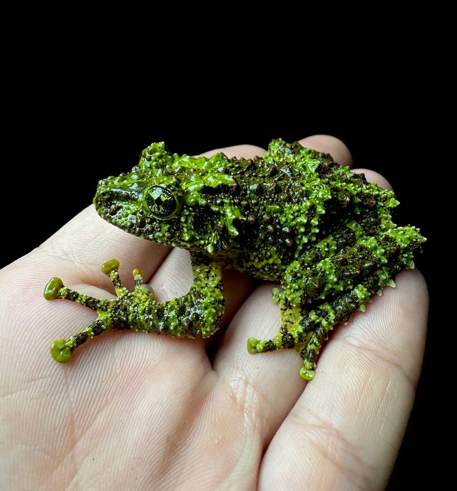 USACB Adult Mossy Frog